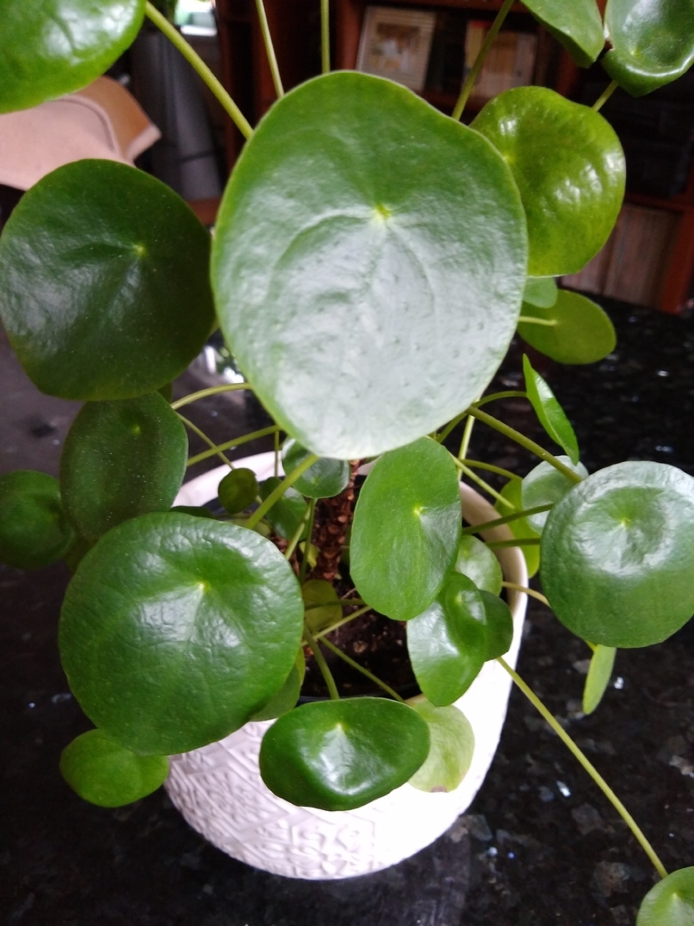 Chinese Money Plant — photo 19