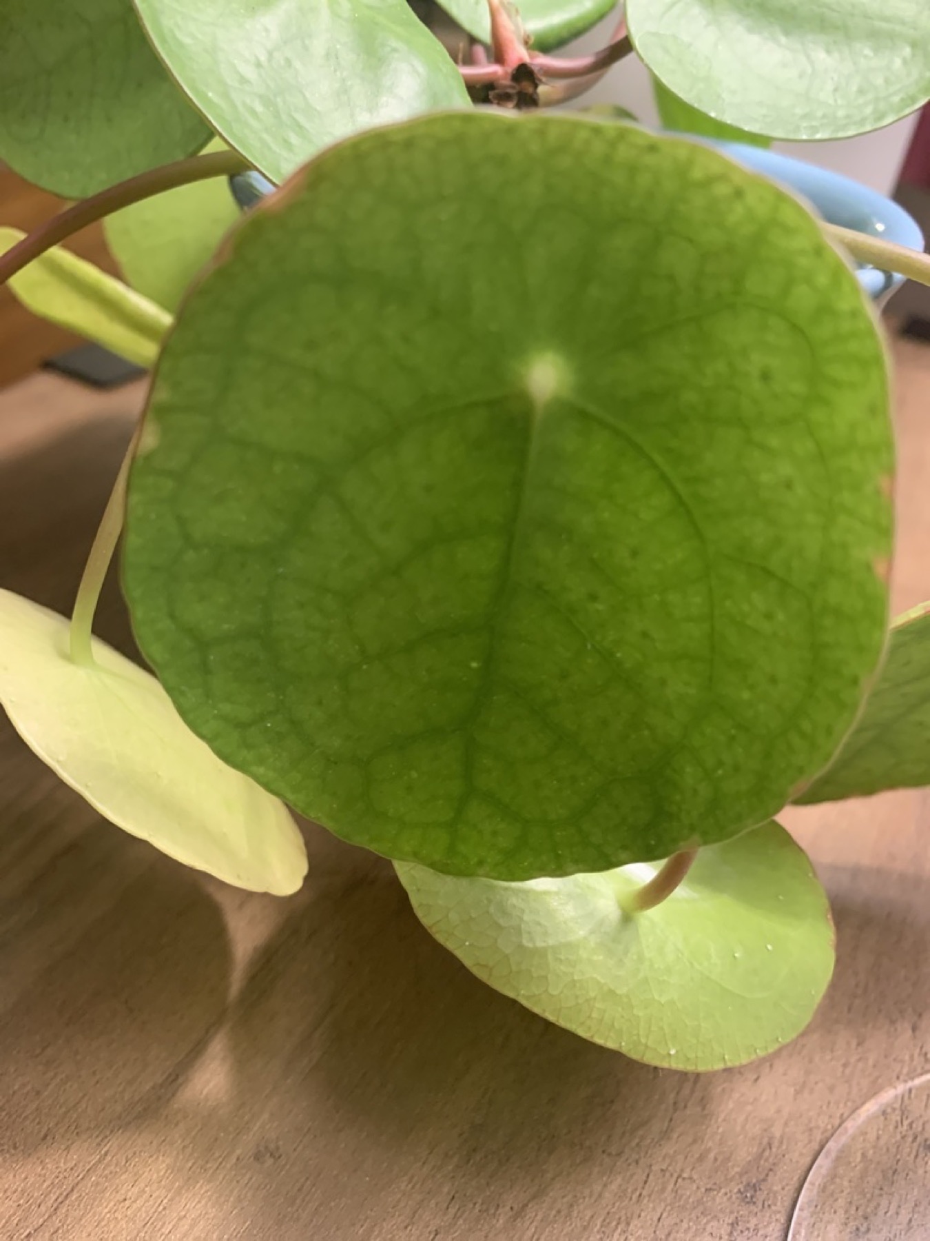 Chinese Money Plant — photo 20