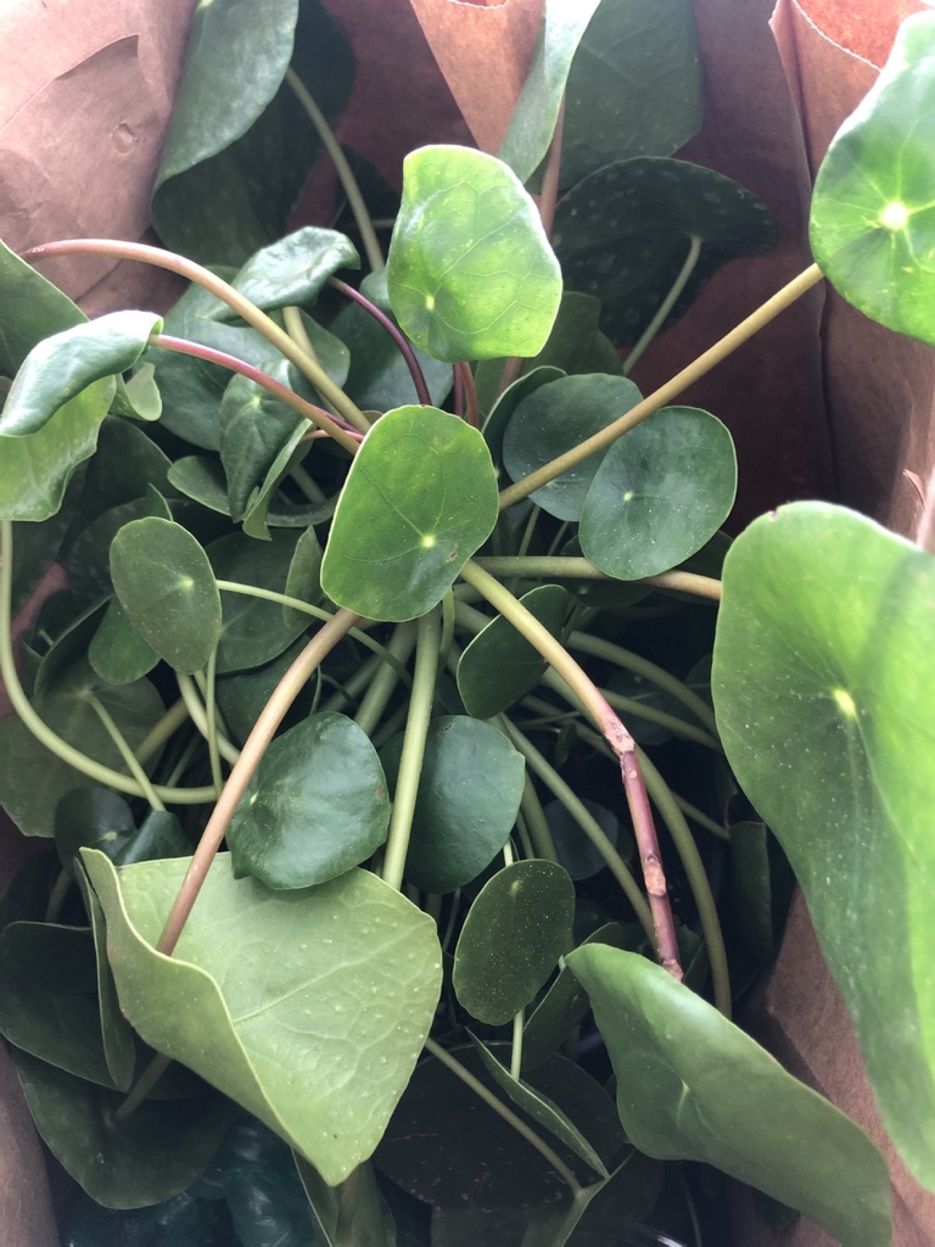 Chinese Money Plant — photo 21
