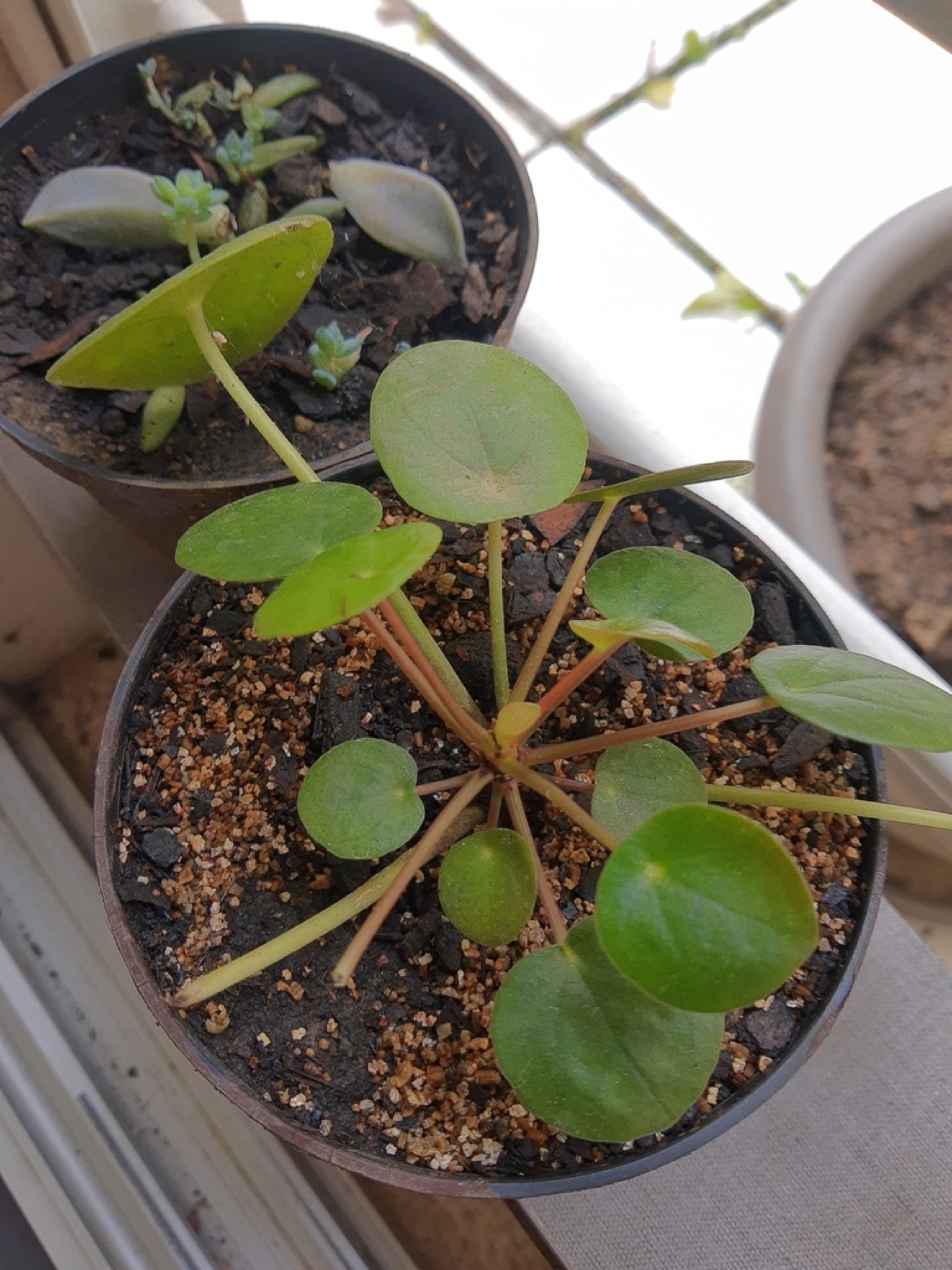Chinese Money Plant — photo 22