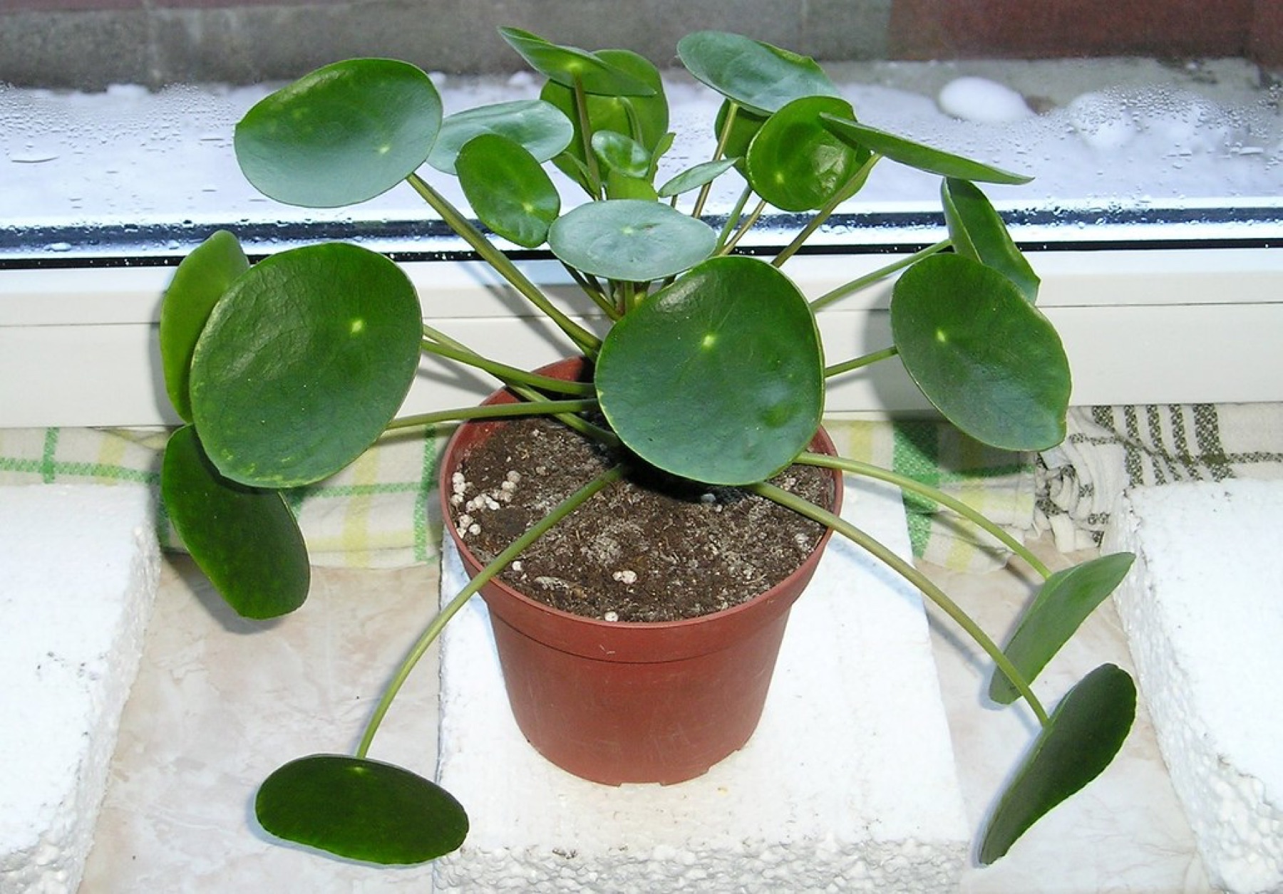 Chinese Money Plant — photo 1