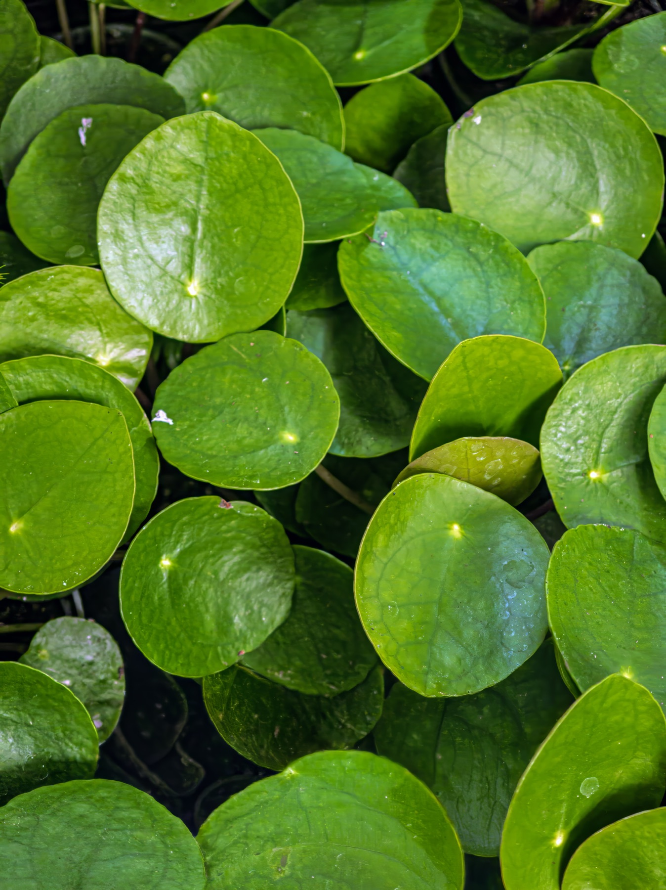 Chinese Money Plant — photo 2