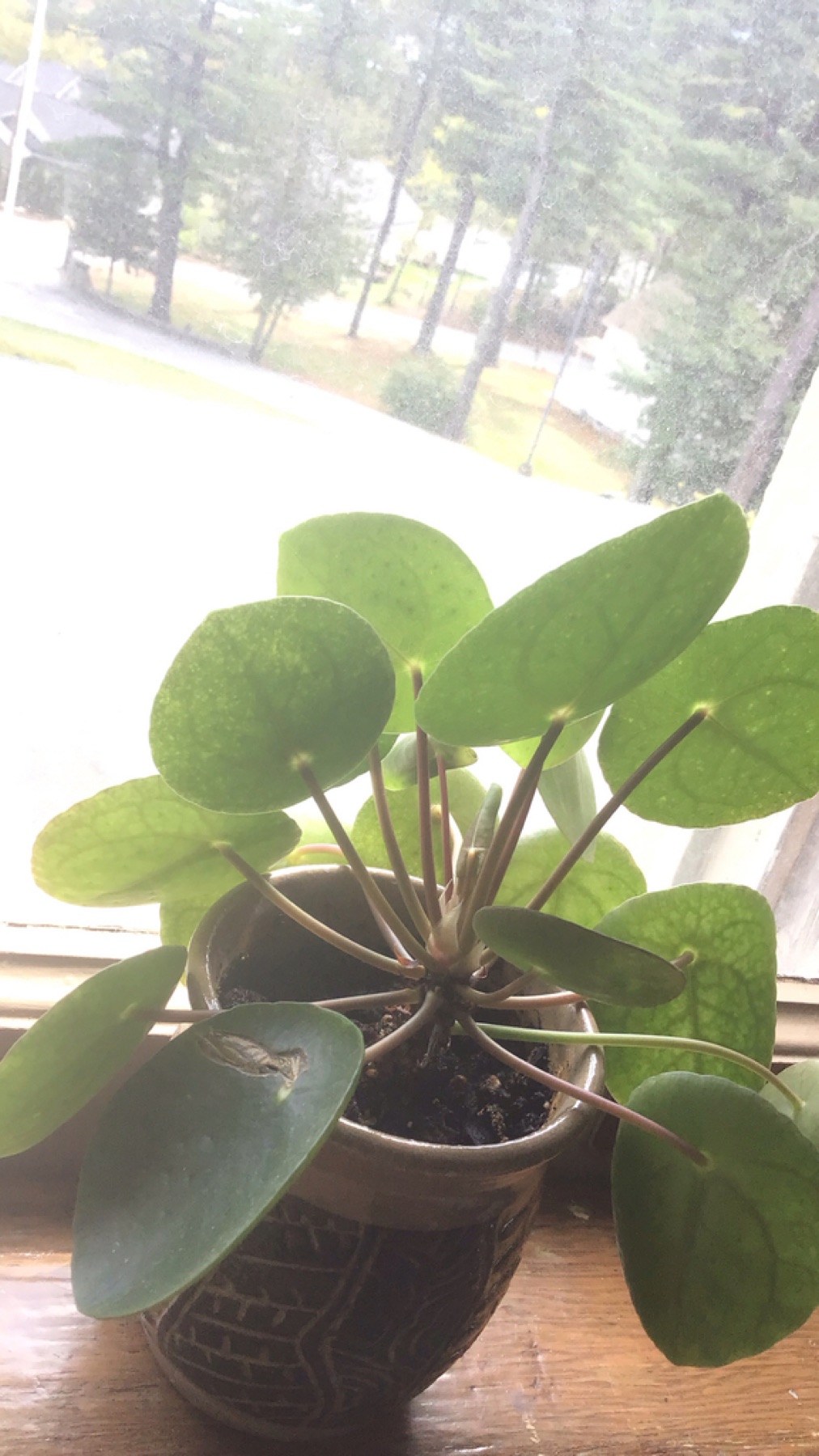 Chinese Money Plant — photo 3