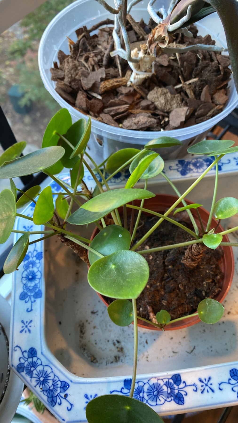 Chinese Money Plant — photo 4