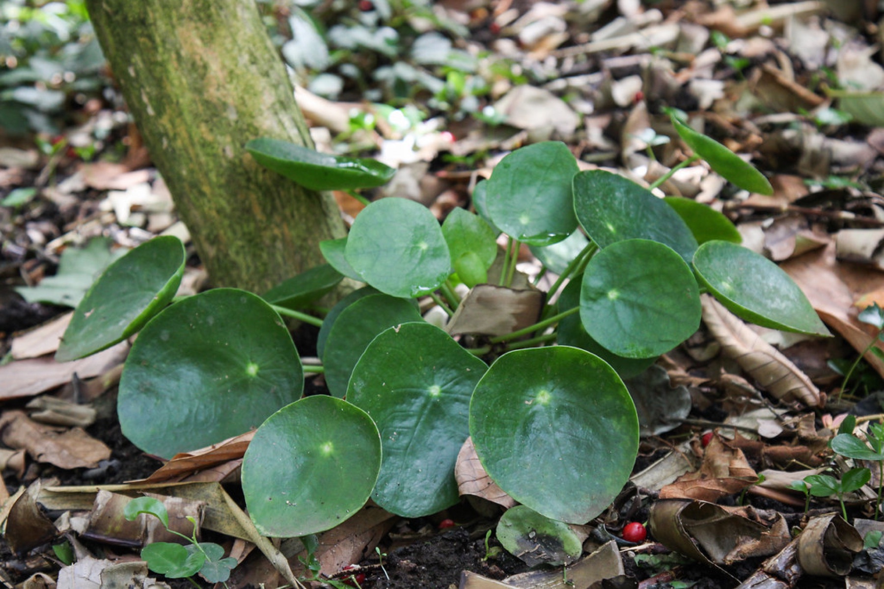 Chinese Money Plant — photo 5
