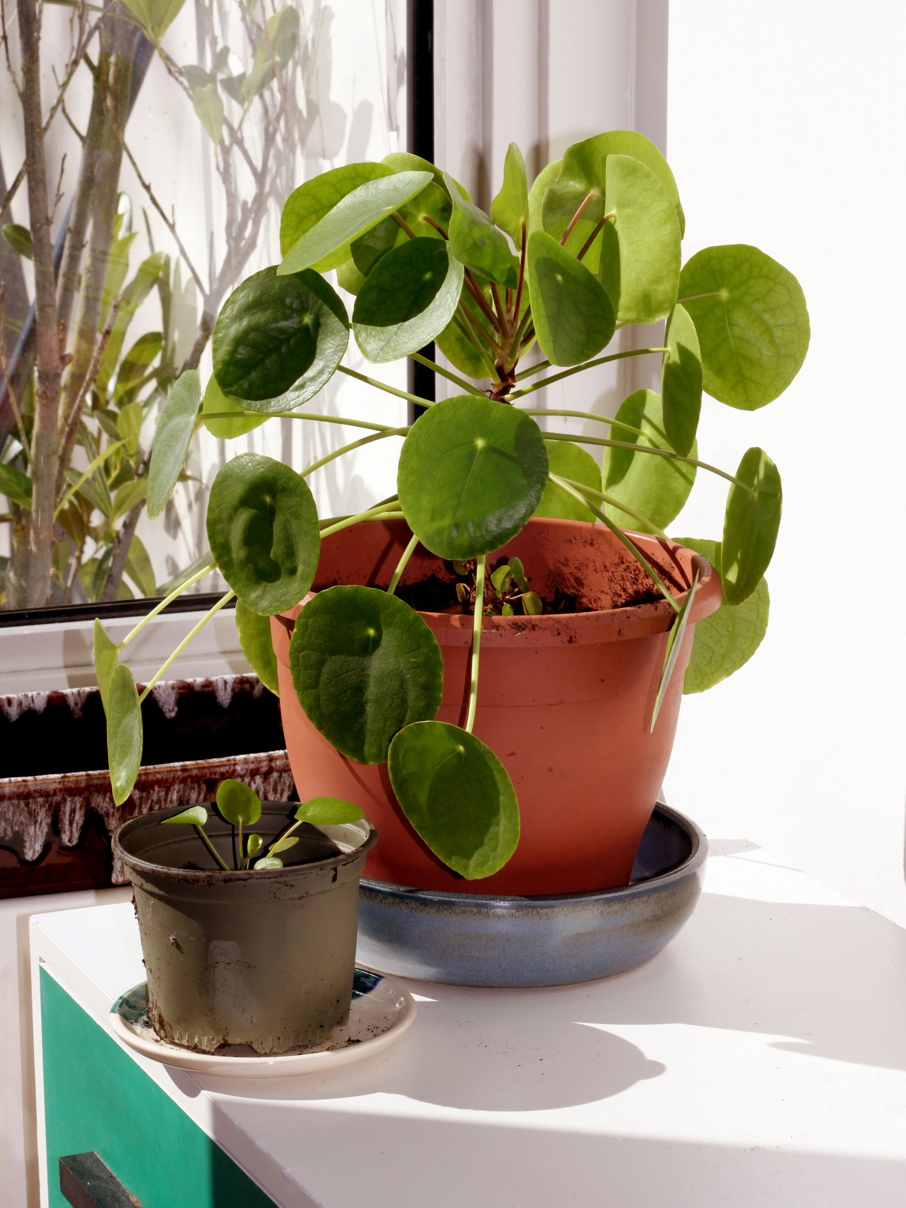 Chinese Money Plant — photo 23