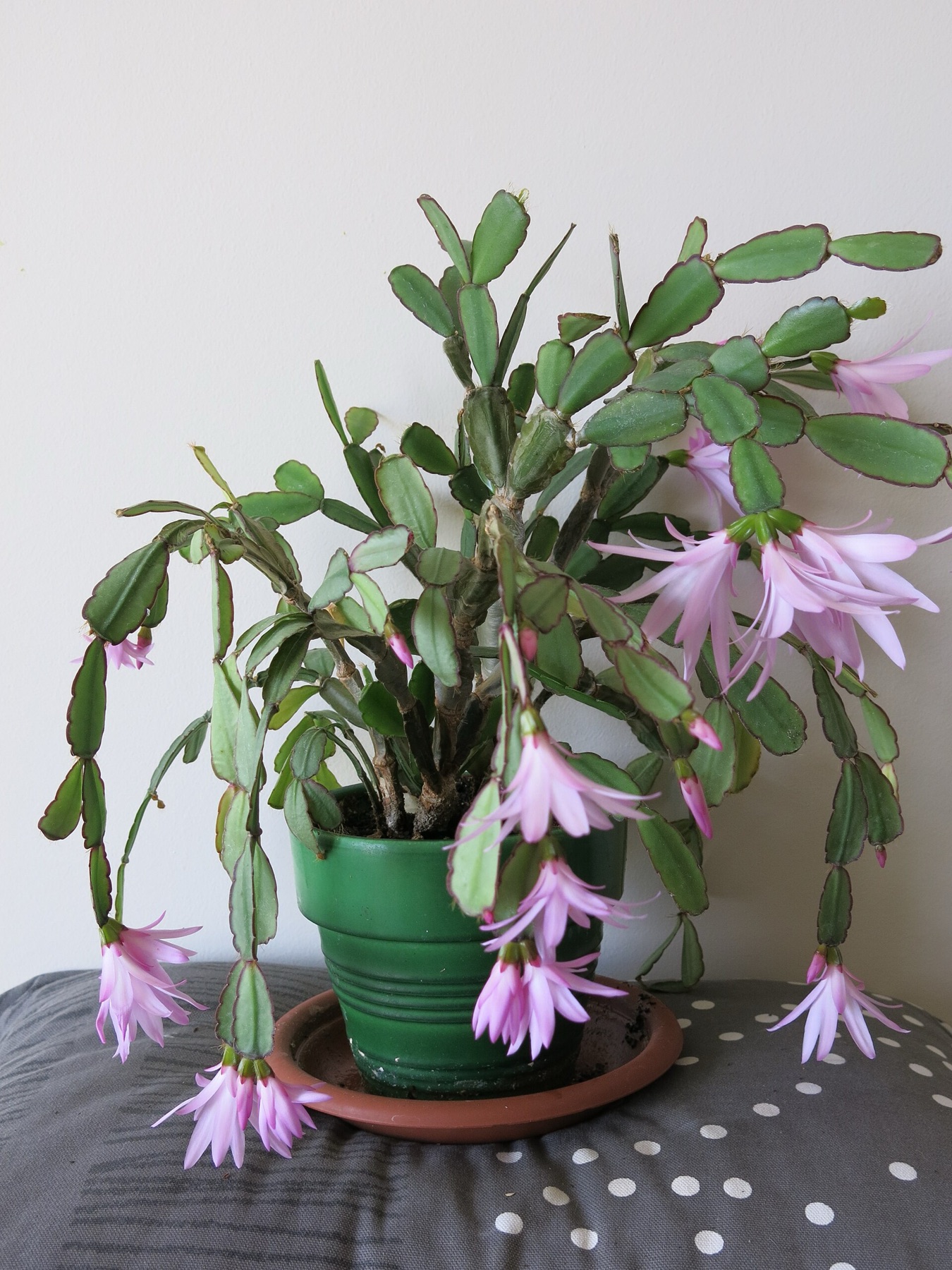 Christmas Cactus — photo 6