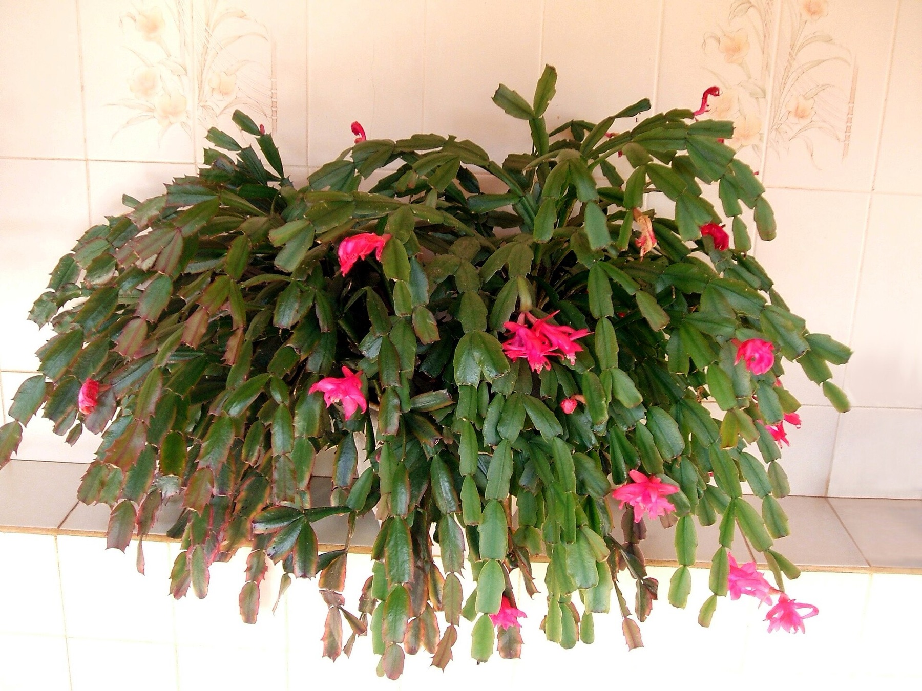 Christmas Cactus — photo 7