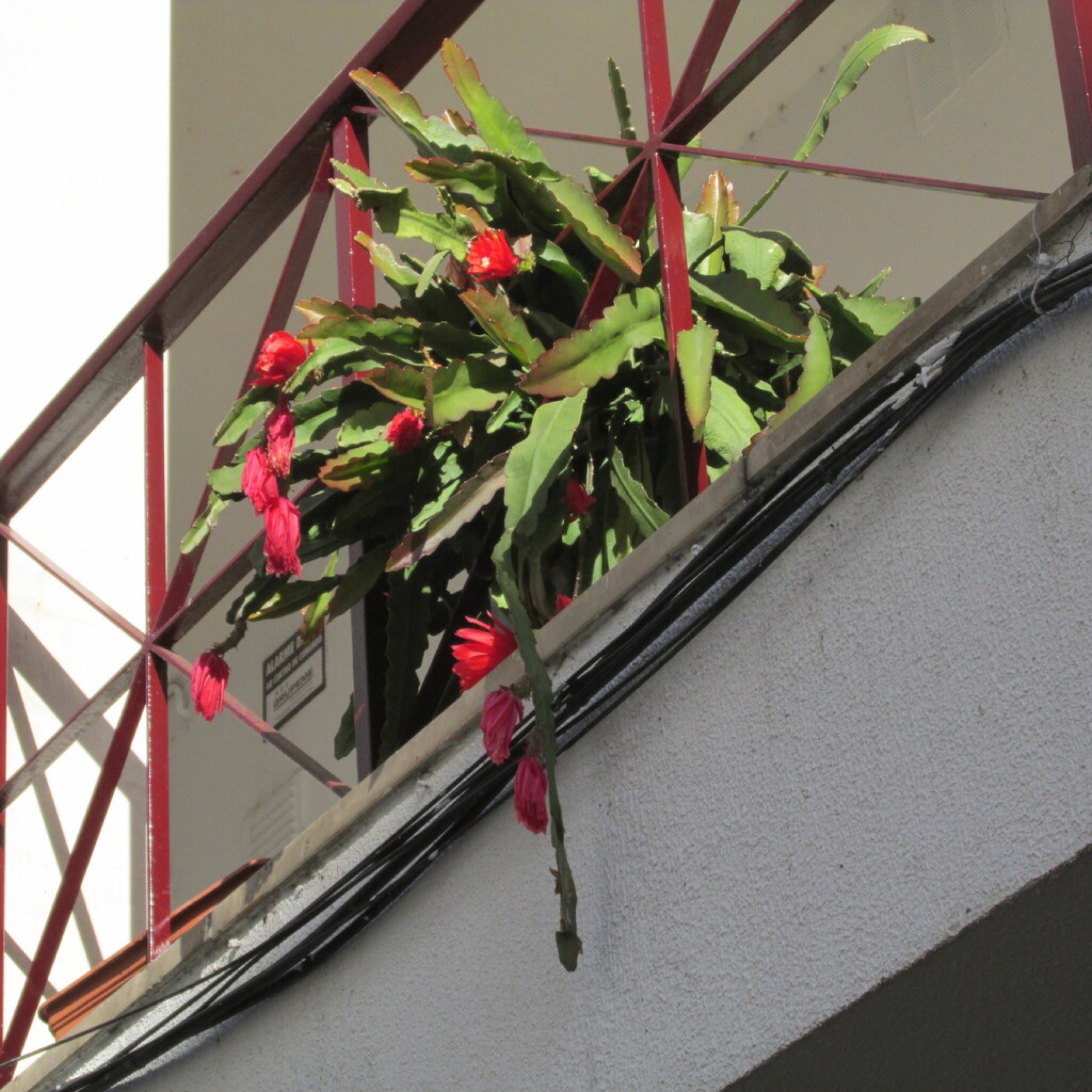 Christmas Cactus — photo 8