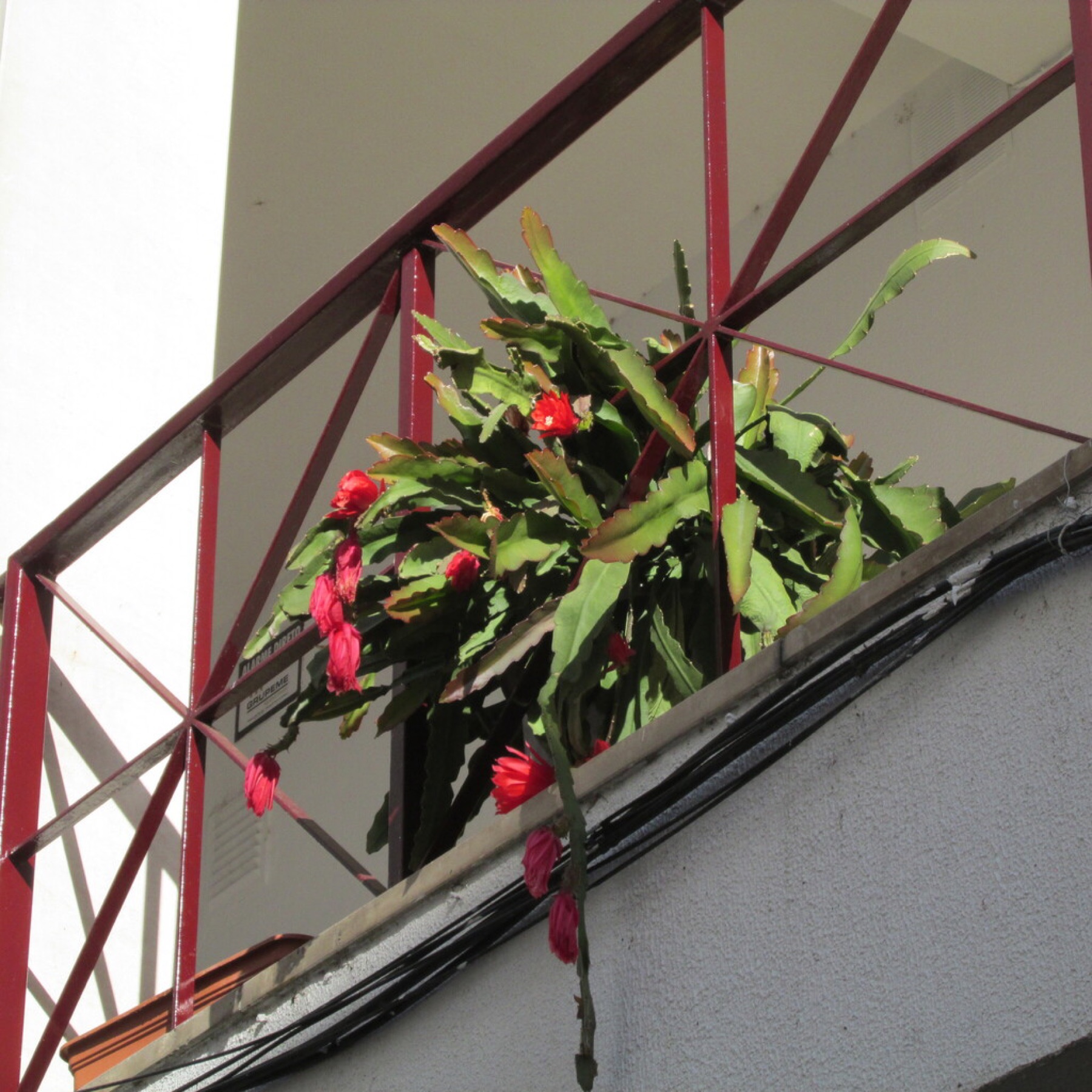 Christmas Cactus — photo 9