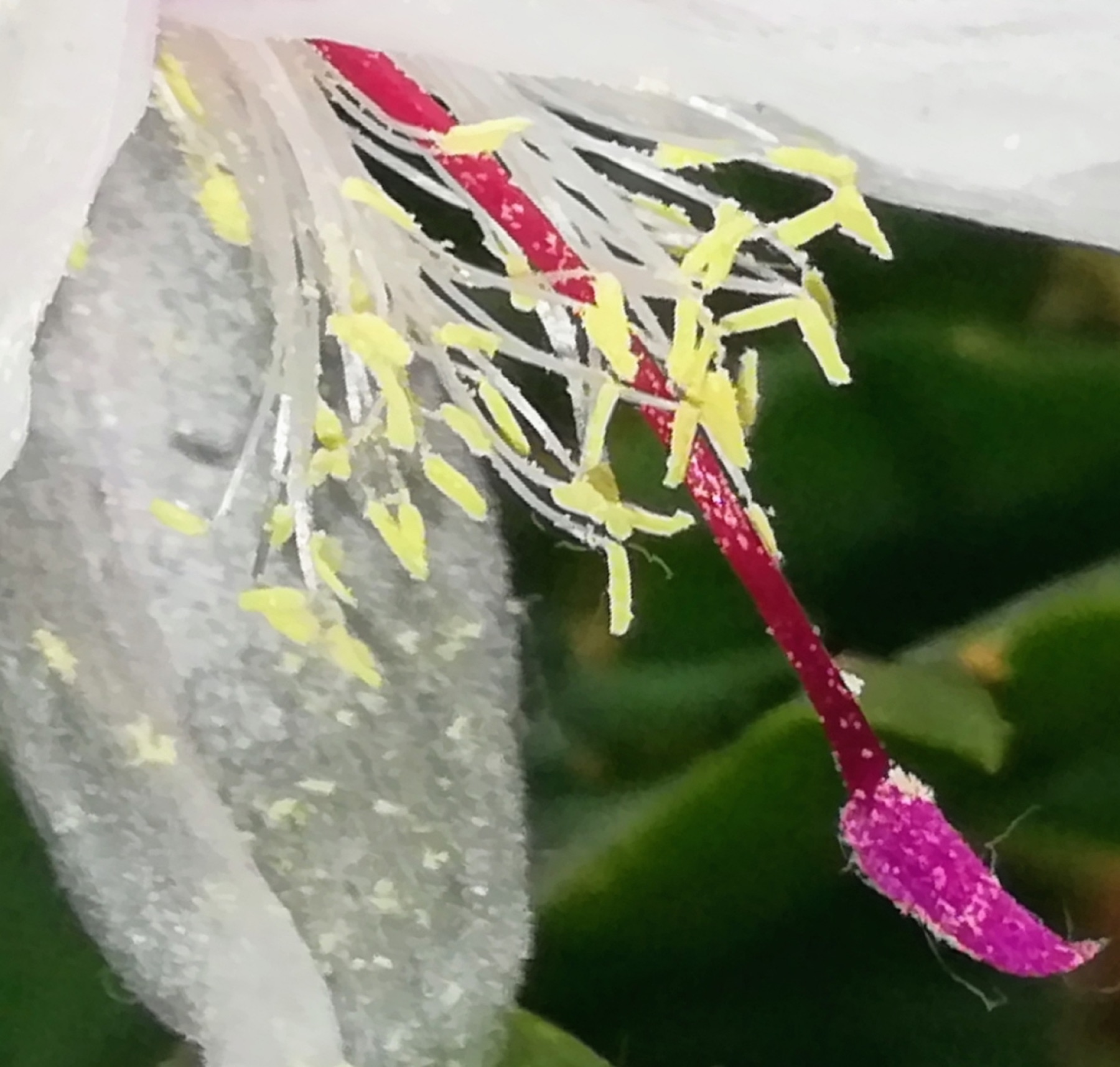 Christmas Cactus — photo 11