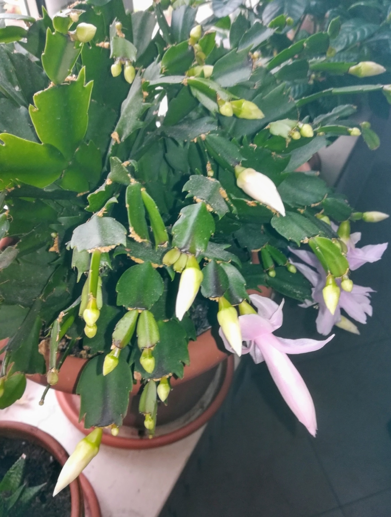Christmas Cactus — photo 12