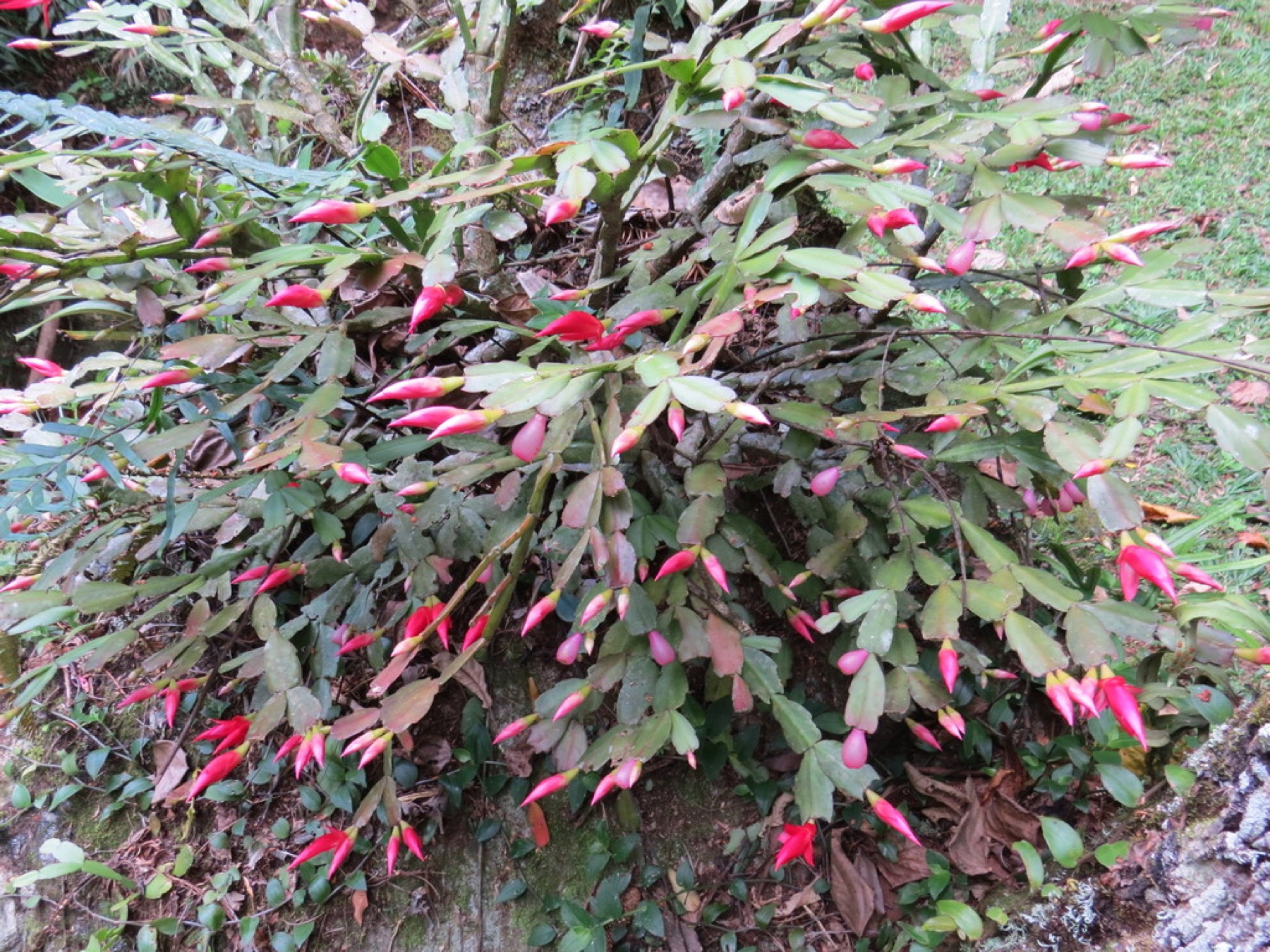 Christmas Cactus — photo 13