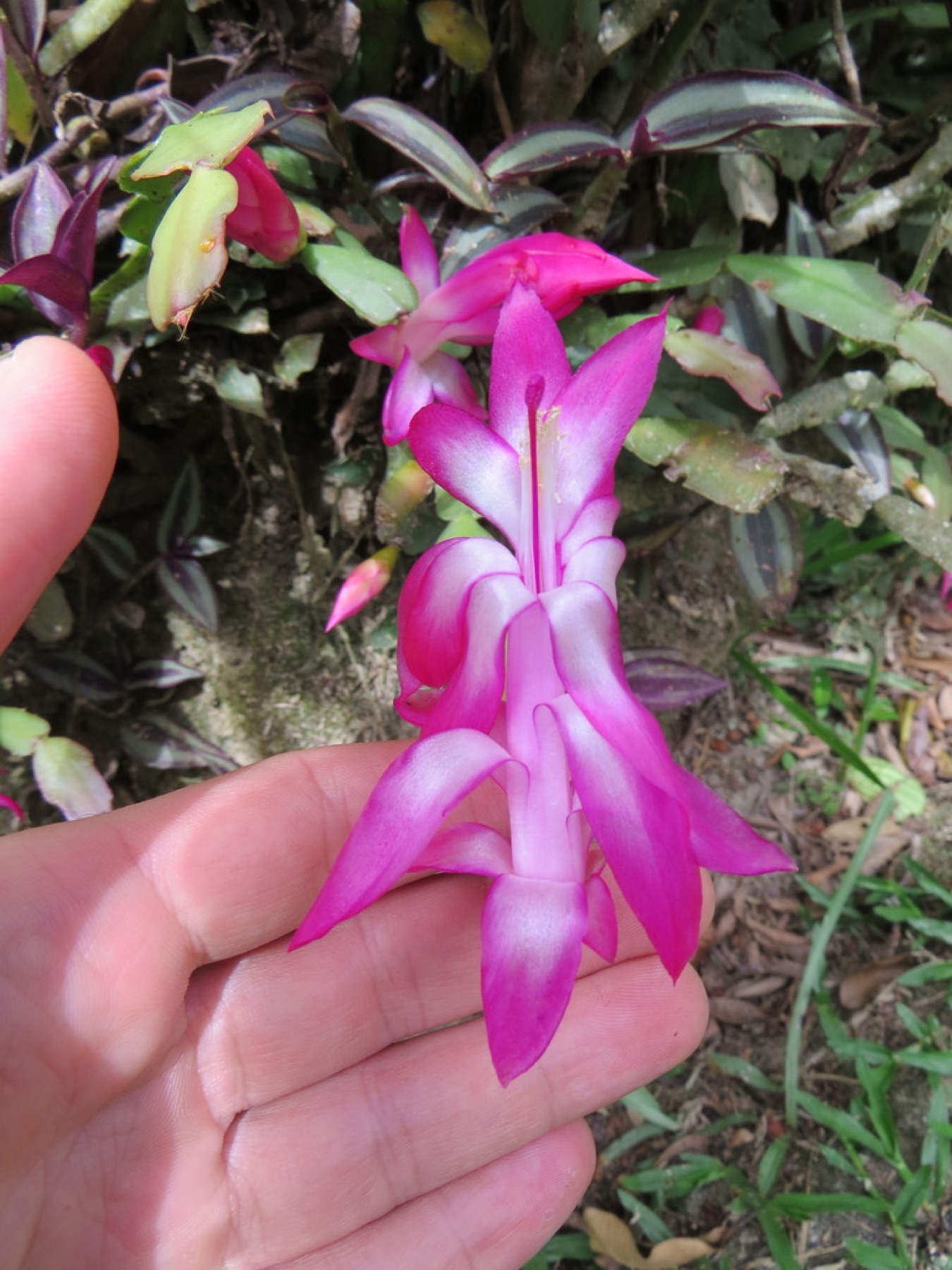 Christmas Cactus — photo 14