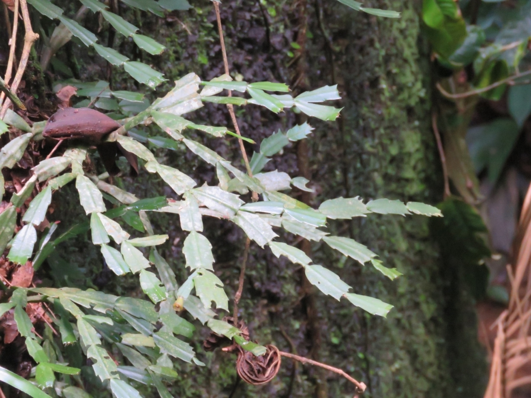 Christmas Cactus — photo 15