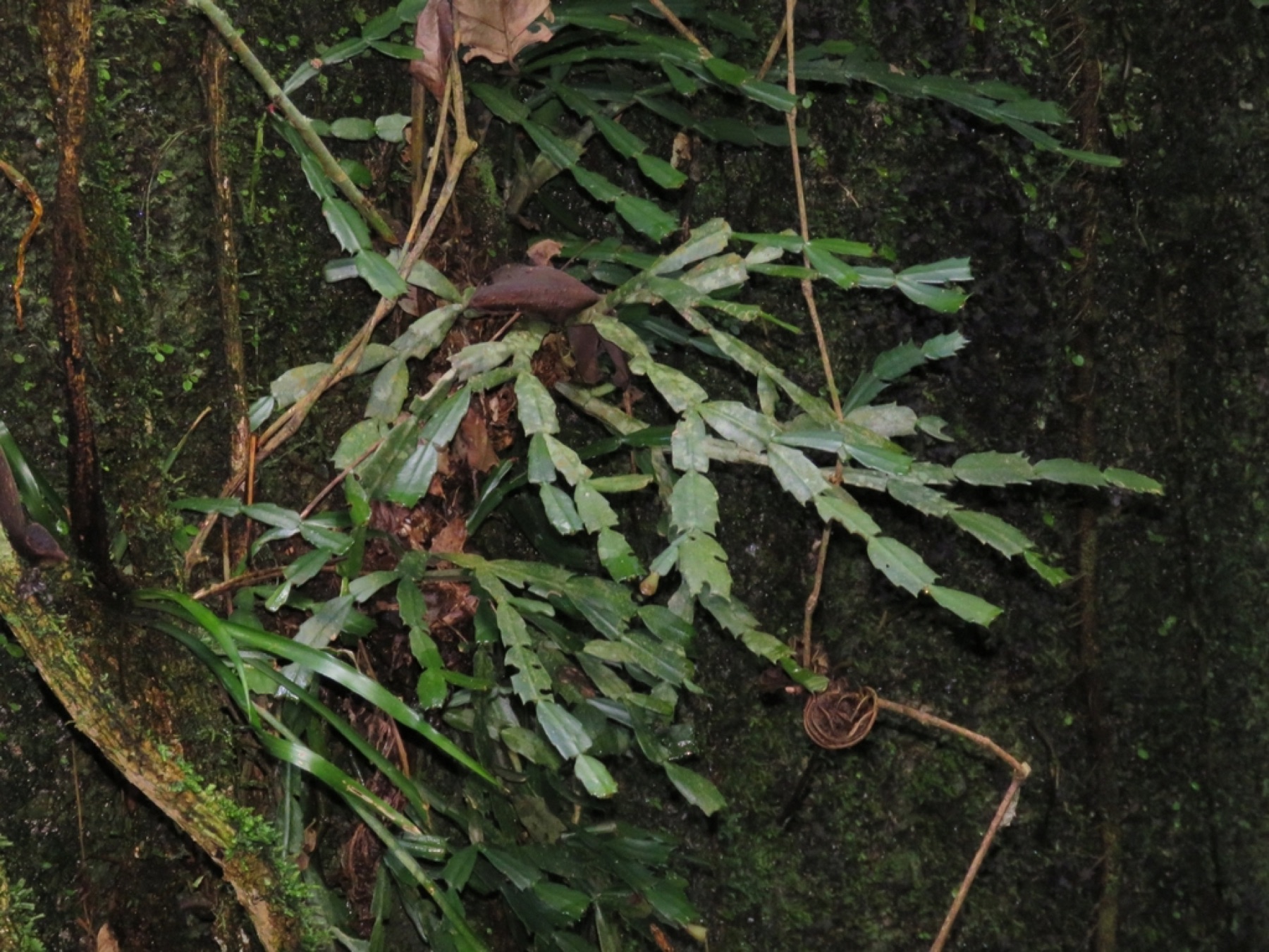 Christmas Cactus — photo 16