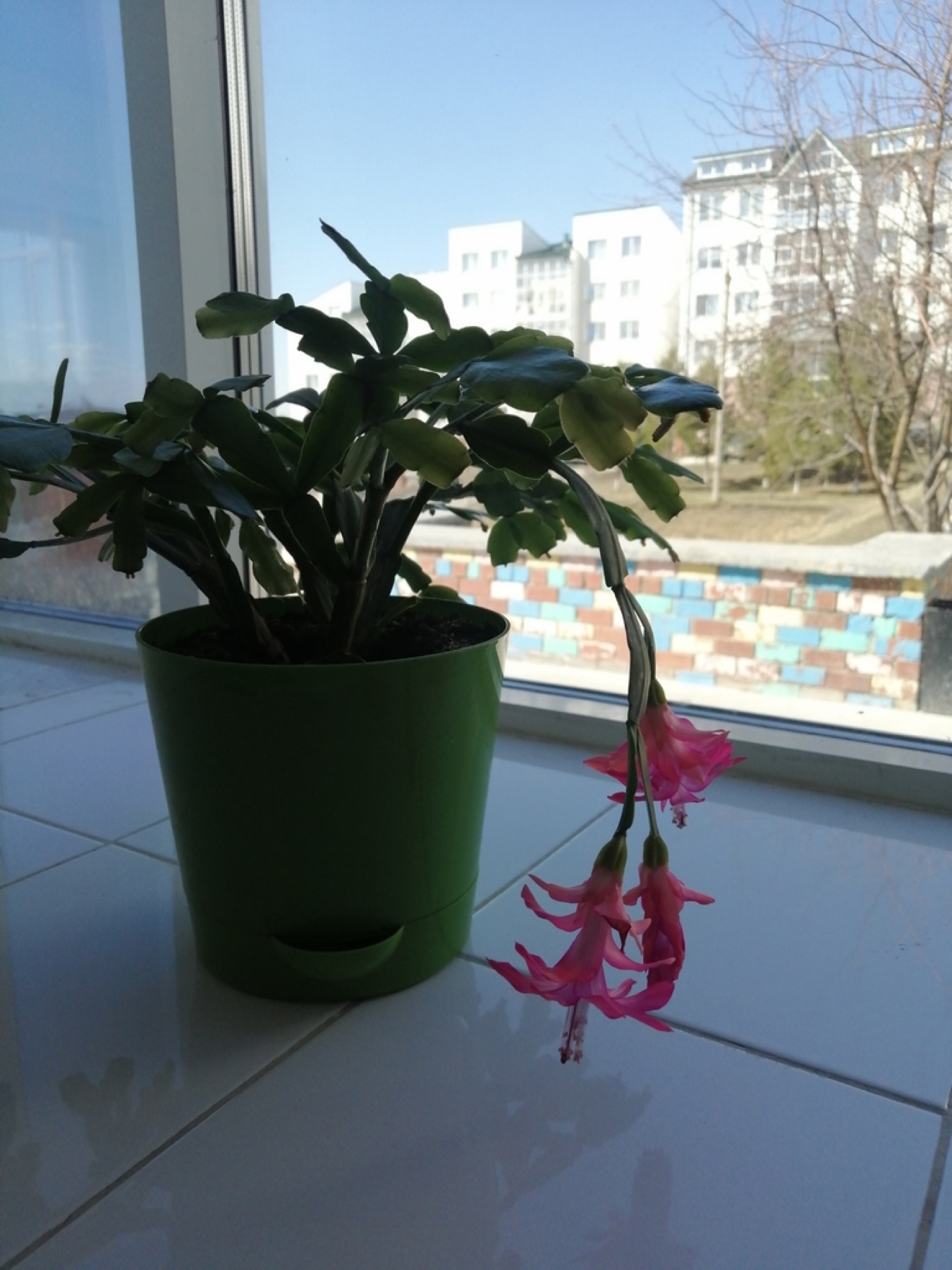 Christmas Cactus — photo 17