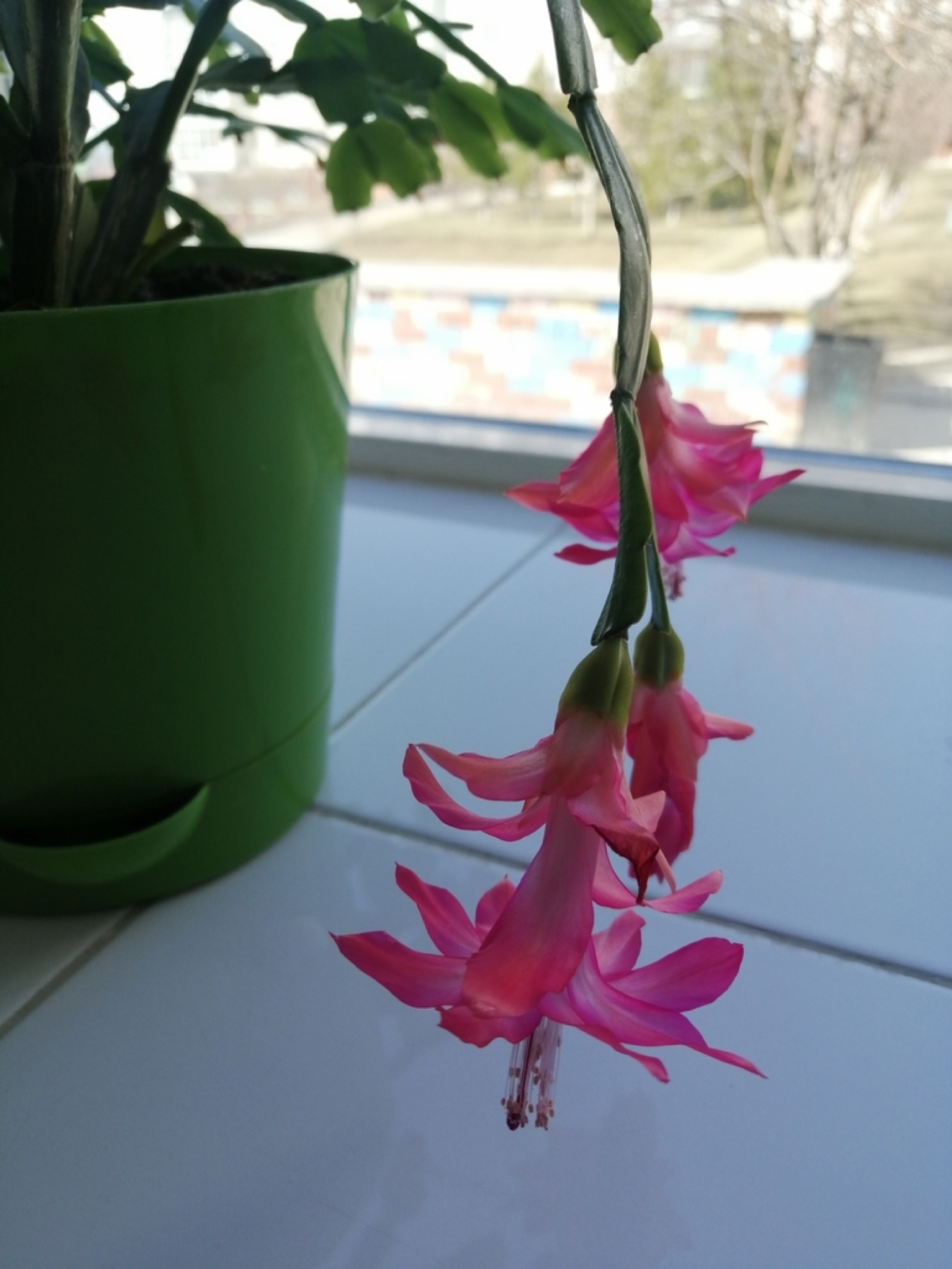 Christmas Cactus — photo 18