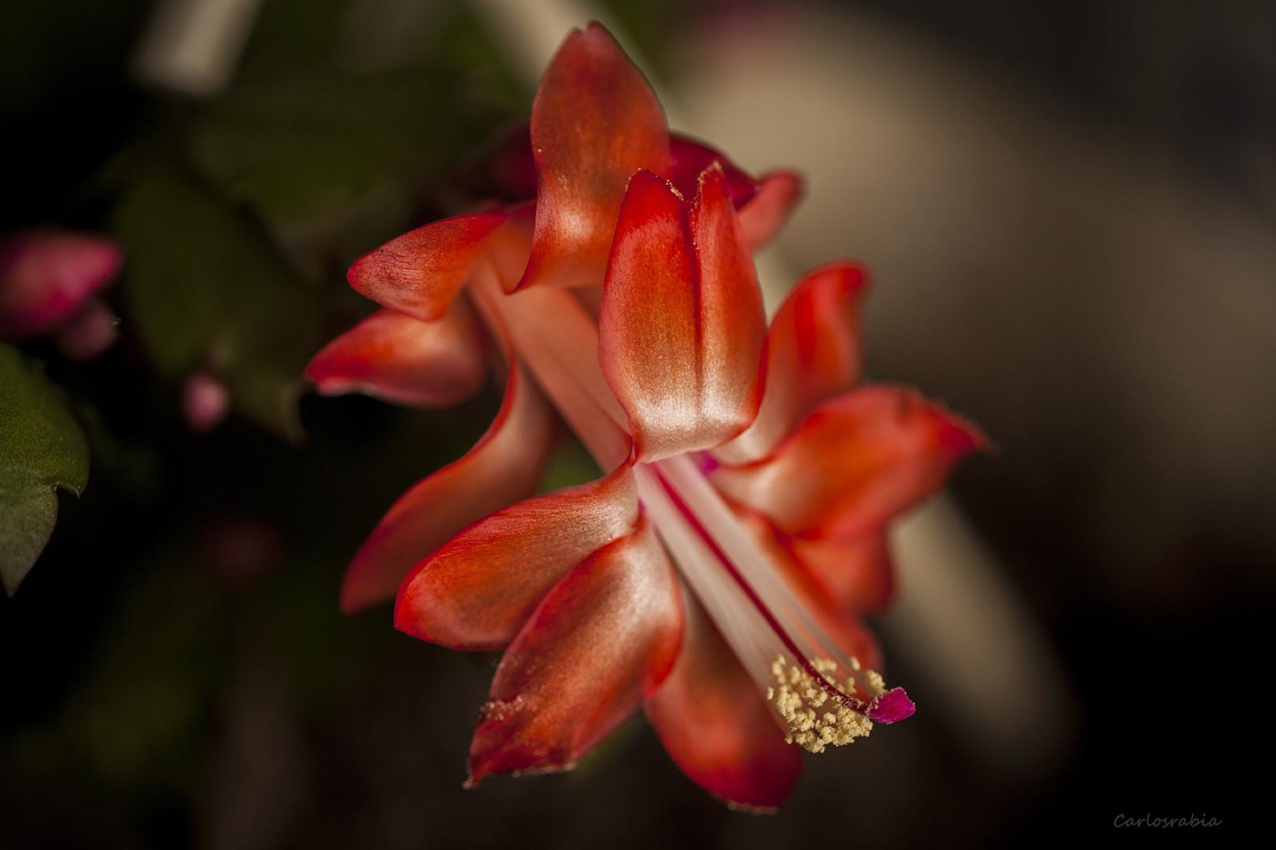 Christmas Cactus — photo 19