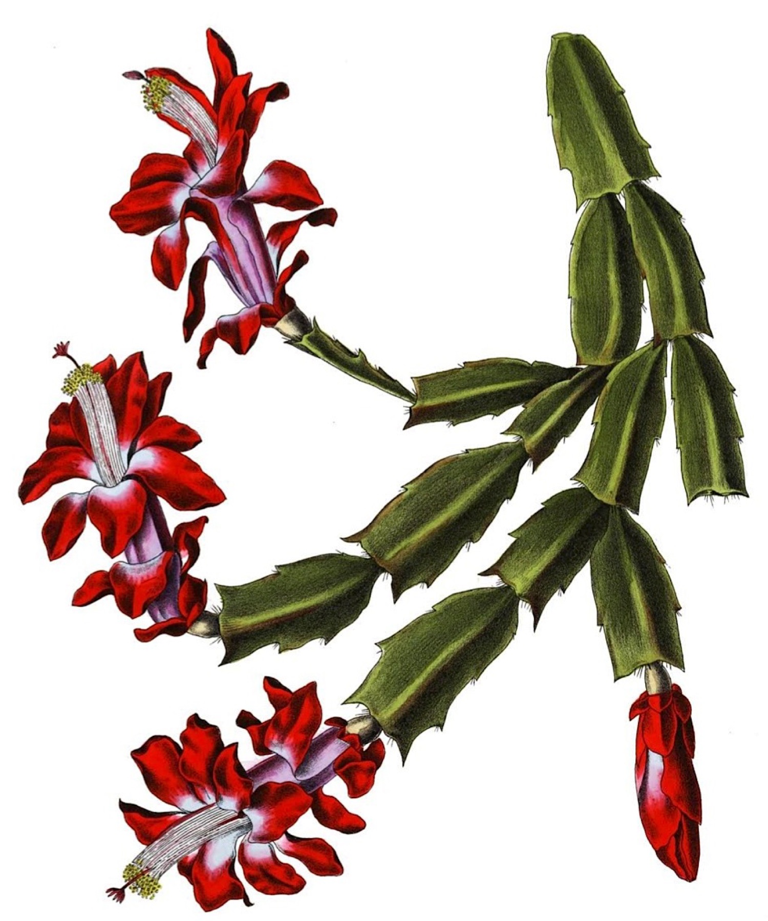 Christmas Cactus — photo 20