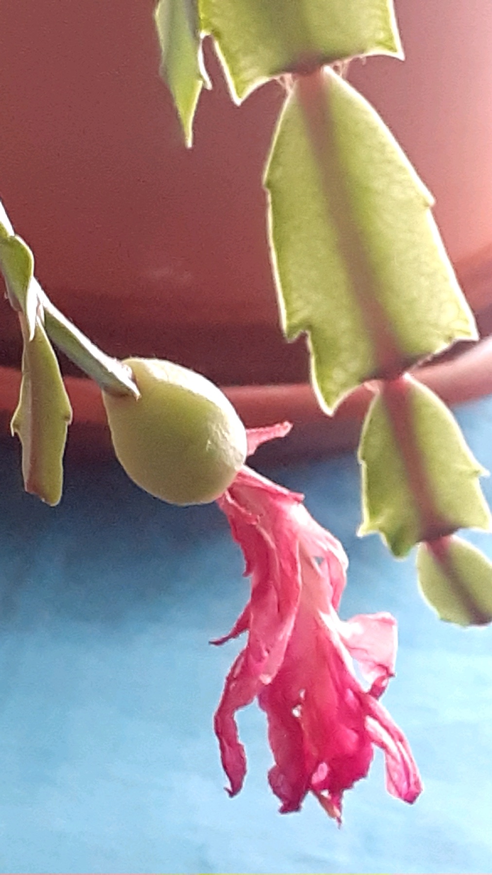 Christmas Cactus — photo 21