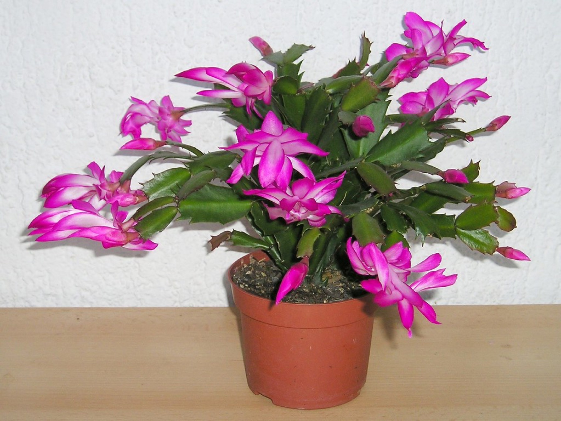 Christmas Cactus — photo 22