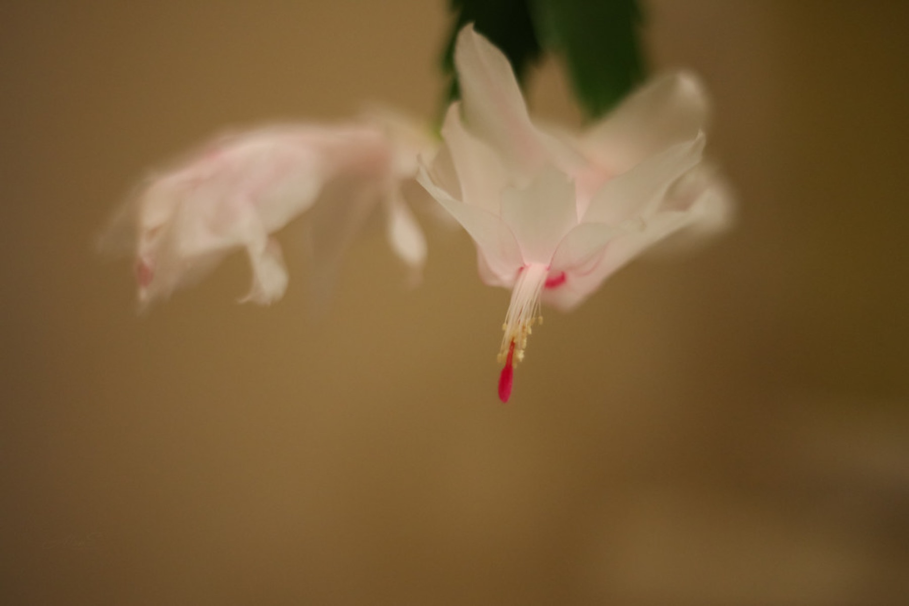Christmas Cactus — photo 23