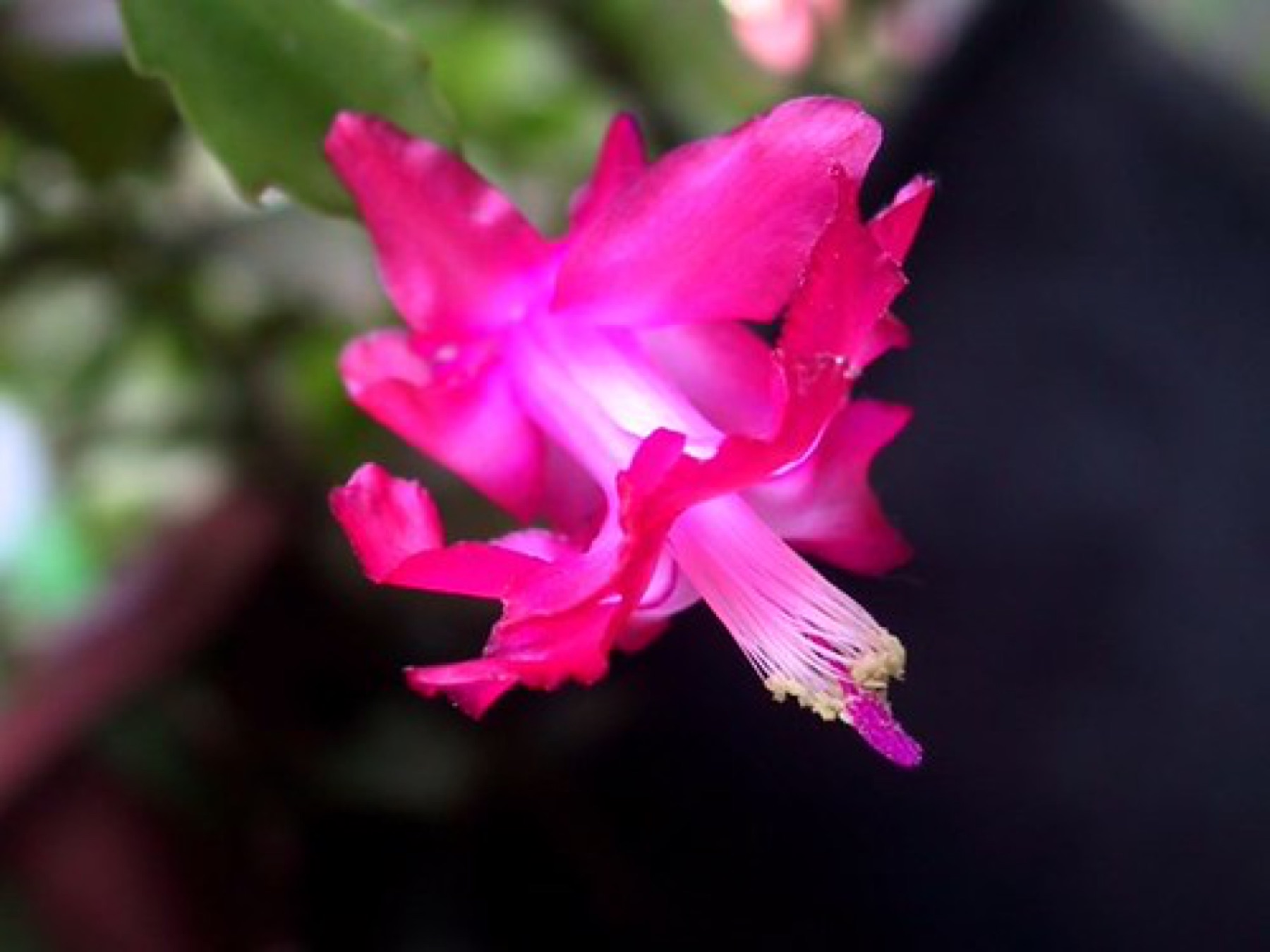 Christmas Cactus — photo 24