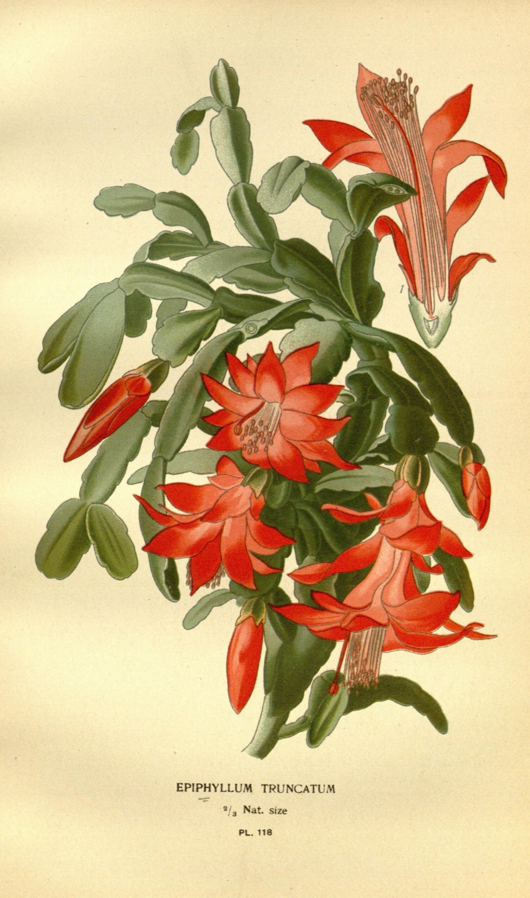 Christmas Cactus — photo 1