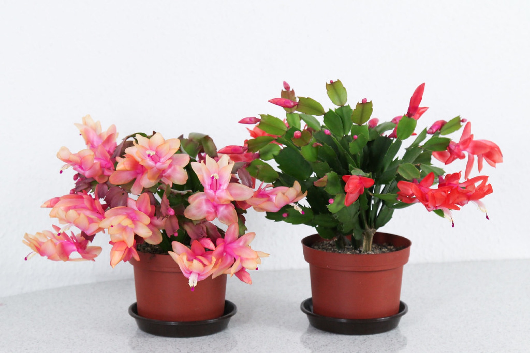 Christmas Cactus — photo 2