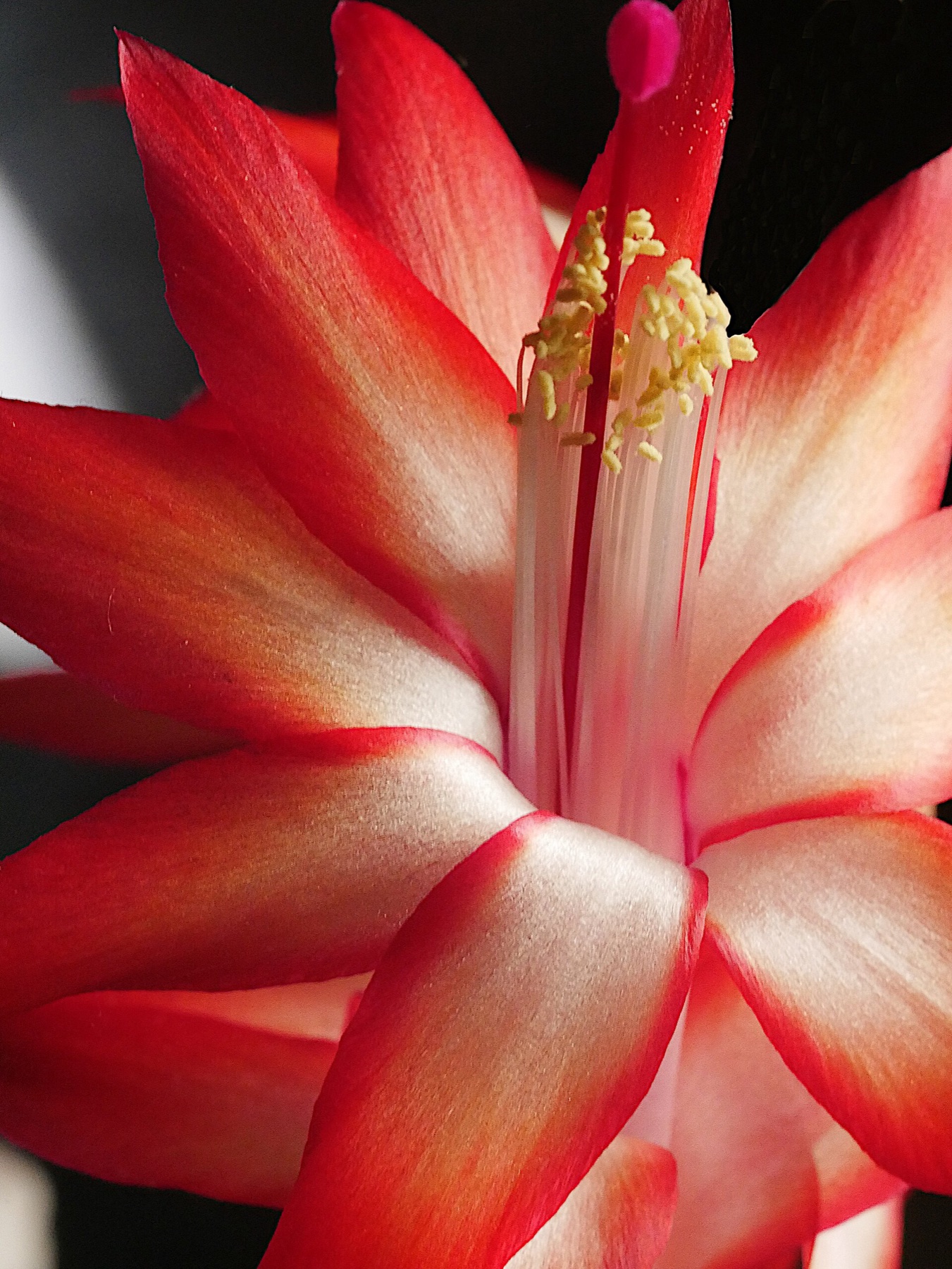 Christmas Cactus — photo 3