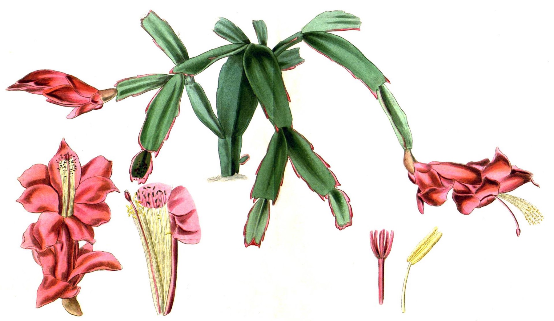 Christmas Cactus — photo 4