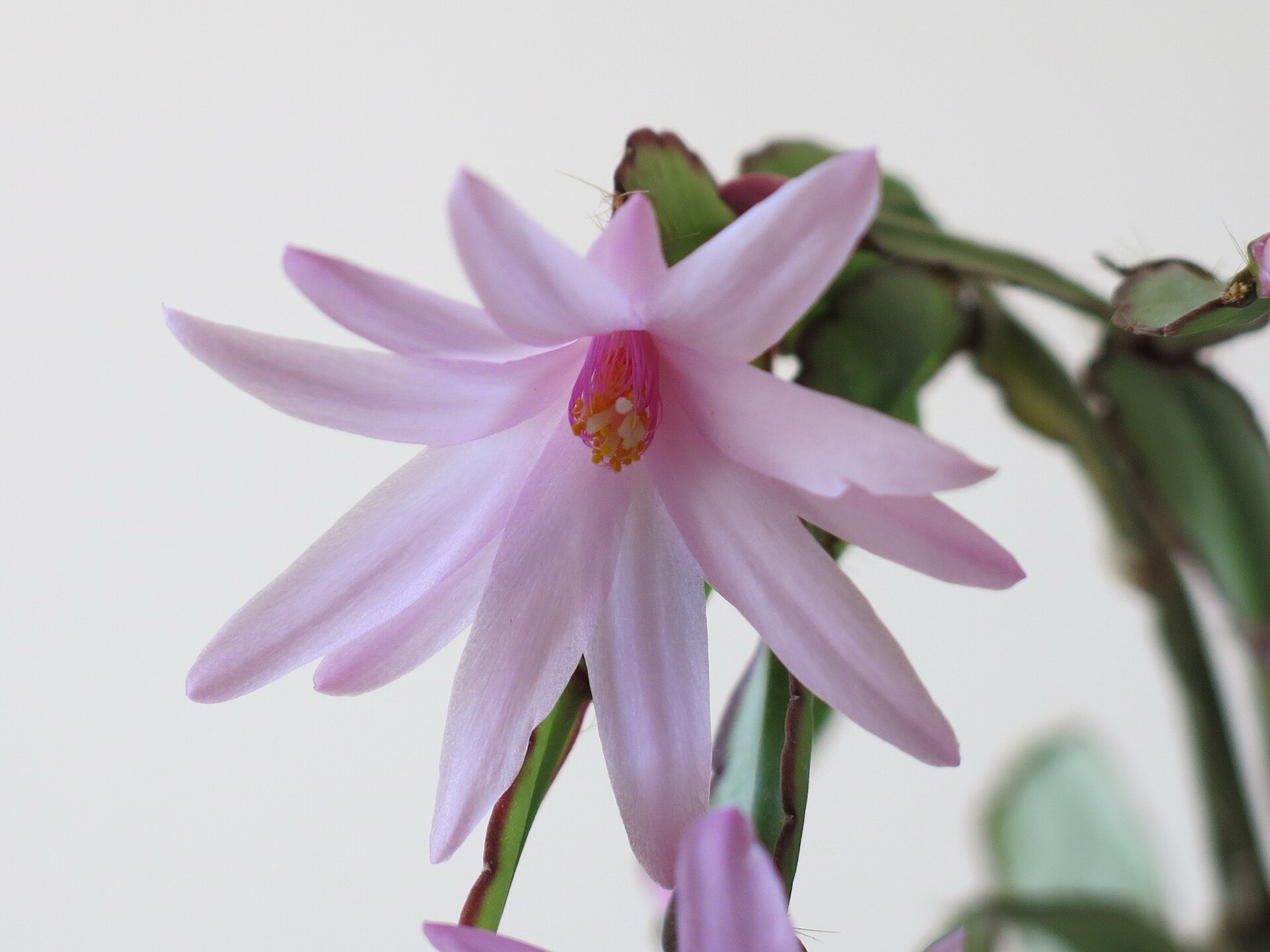 Christmas Cactus — photo 5