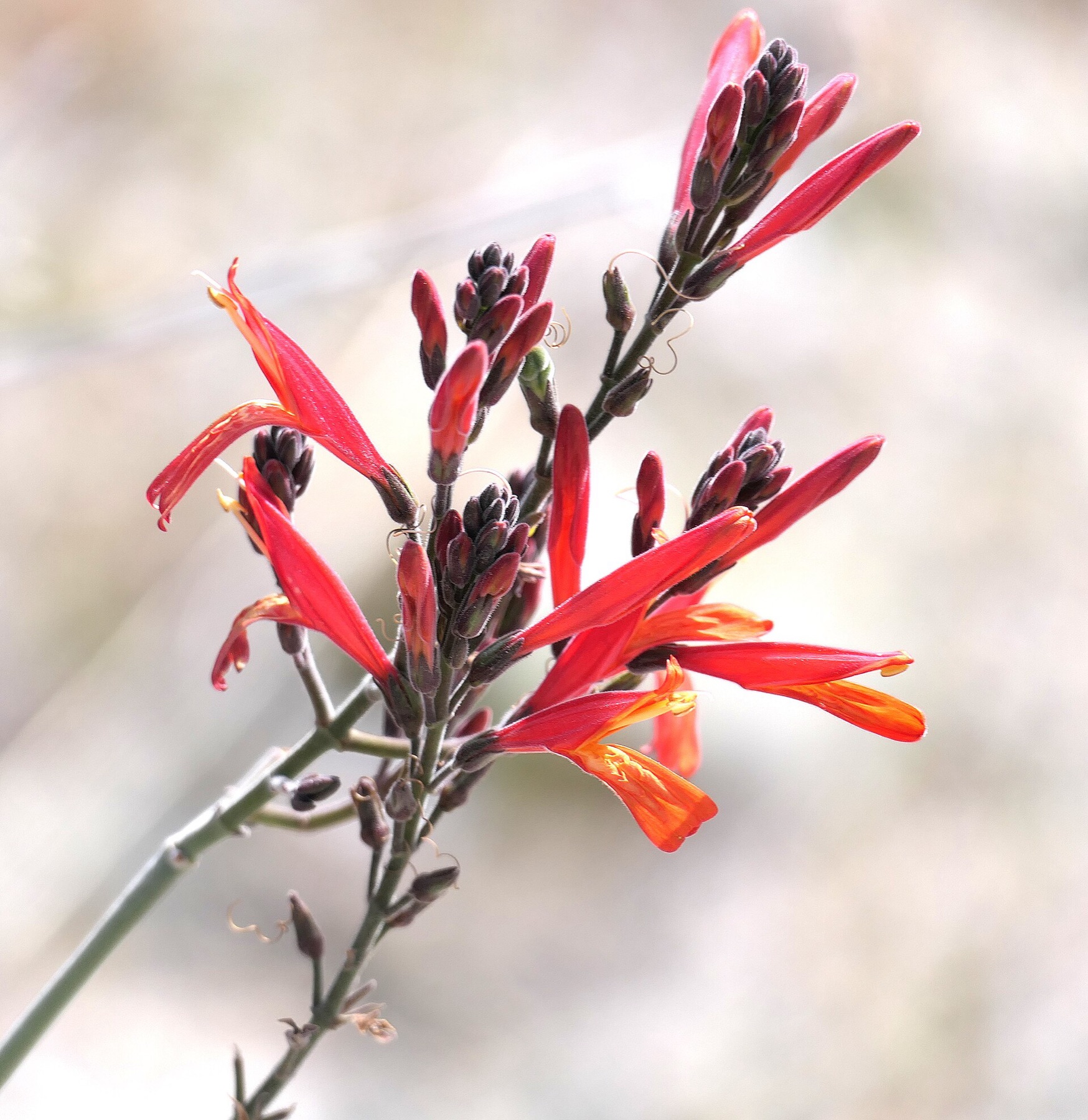 Chuparosa — photo 7