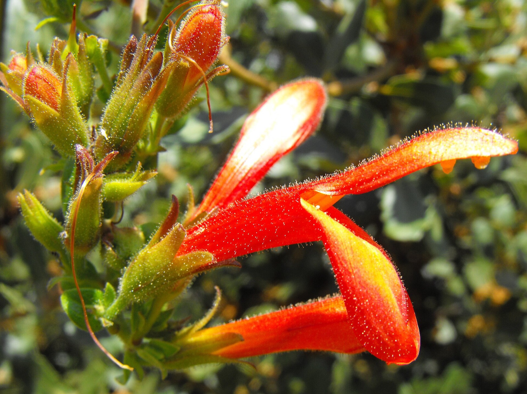 Chuparosa — photo 10