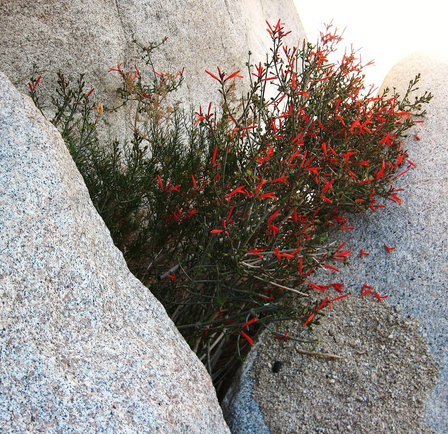 Chuparosa — photo 11