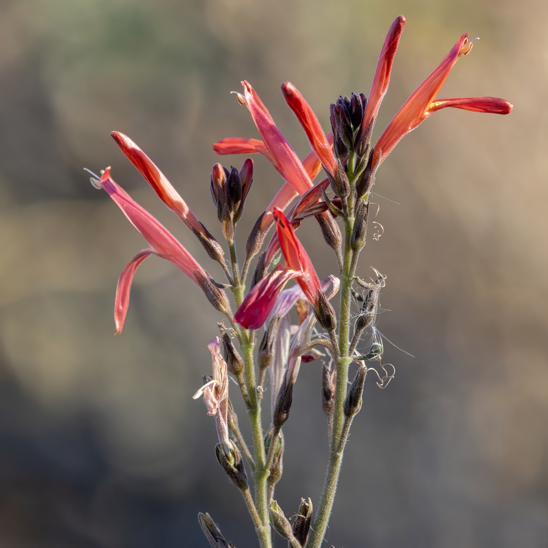 Chuparosa — photo 12