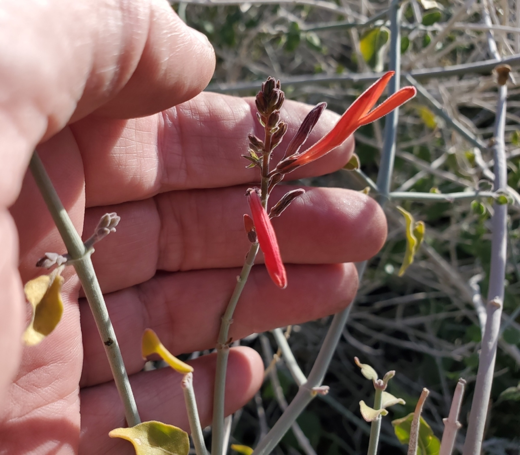 Chuparosa — photo 13