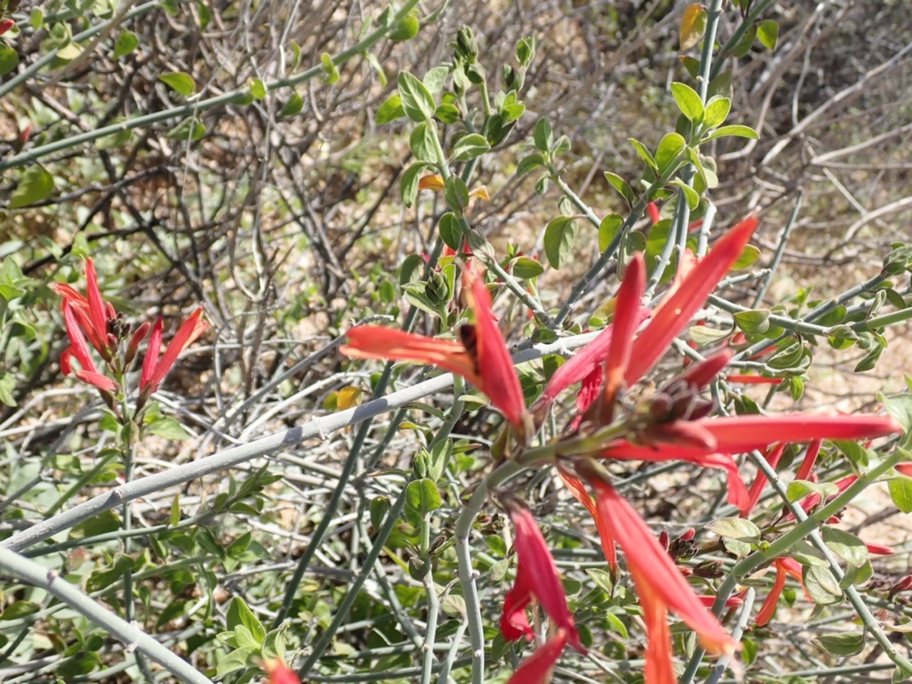 Chuparosa — photo 14