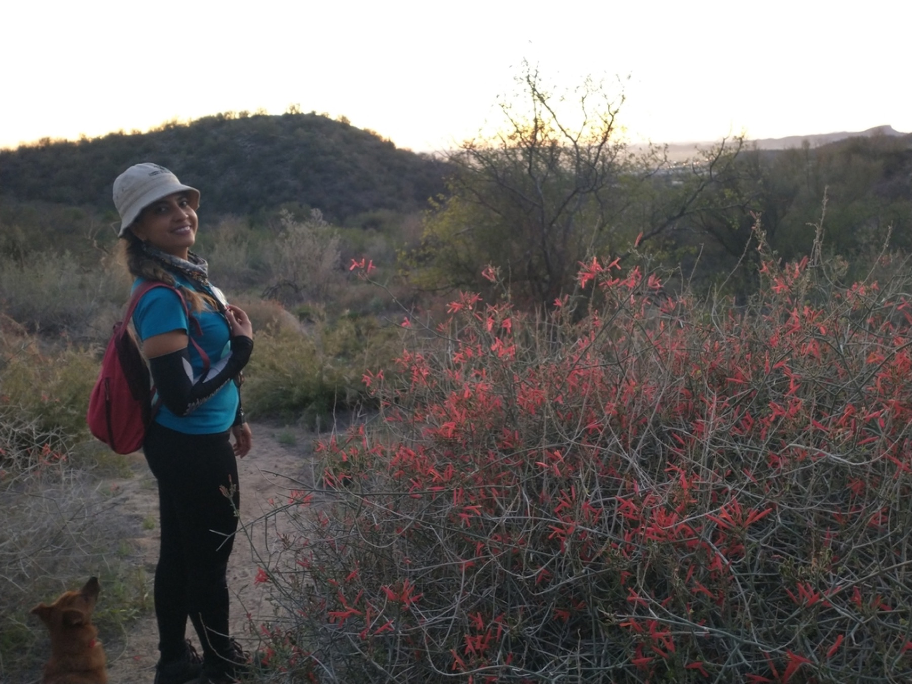 Chuparosa — photo 15