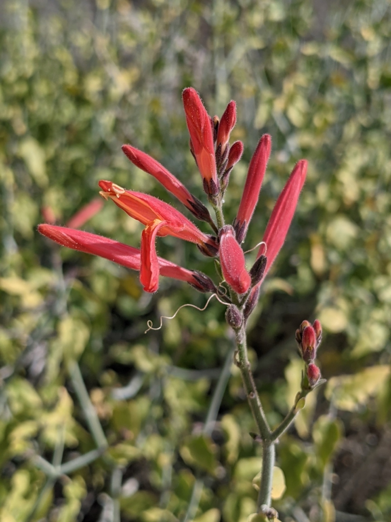 Chuparosa — photo 18