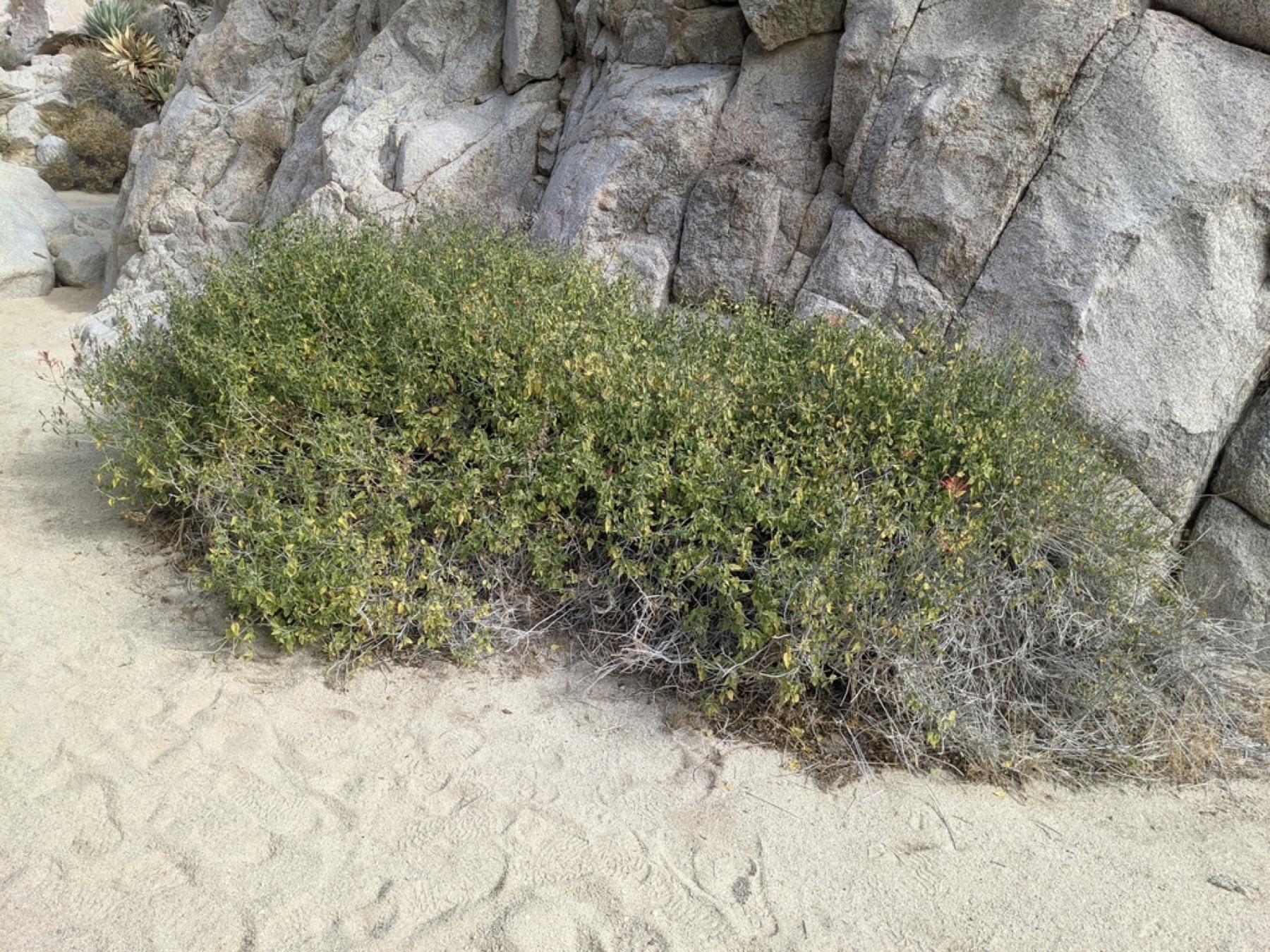 Chuparosa — photo 19