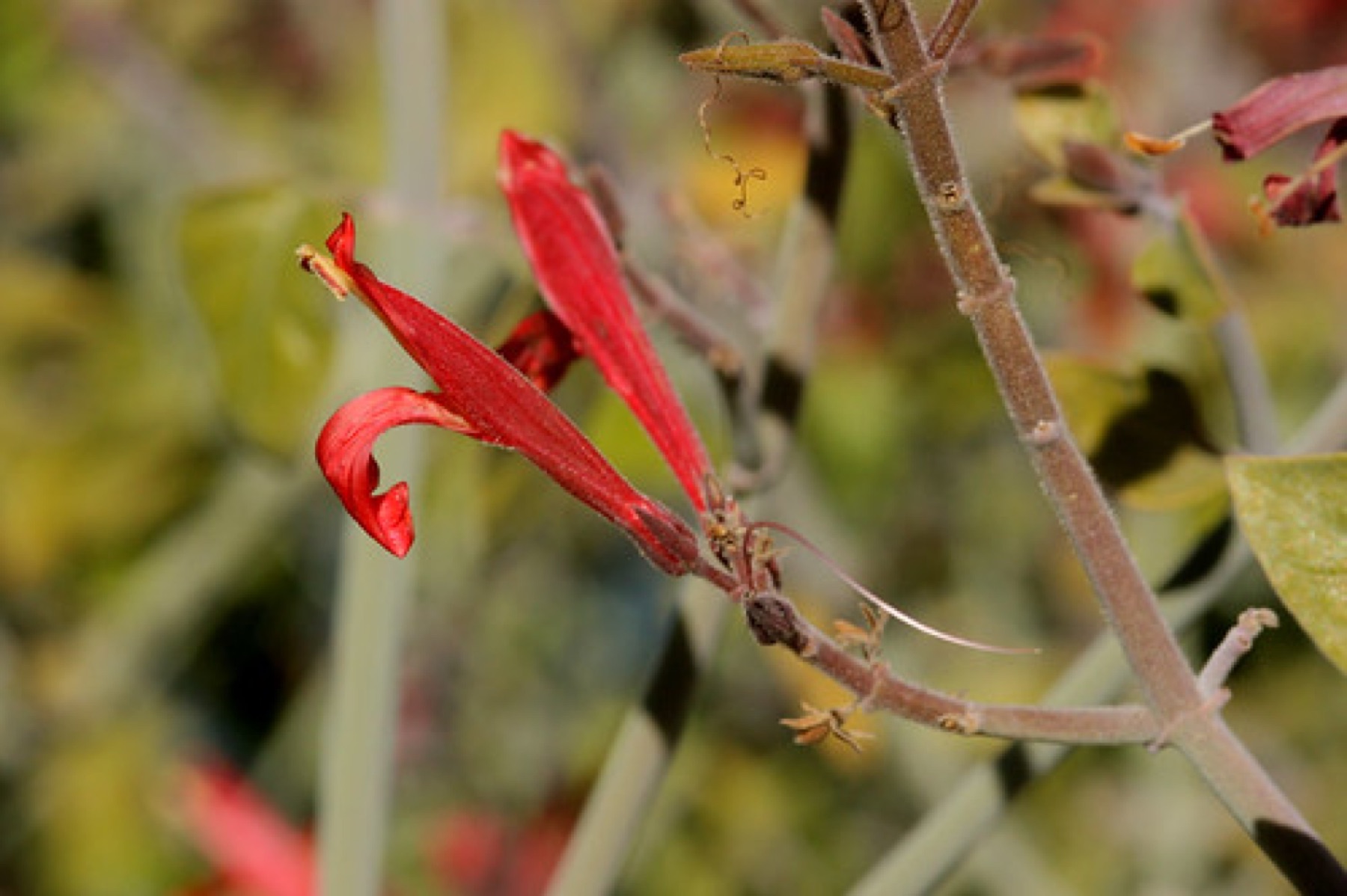 Chuparosa — photo 20