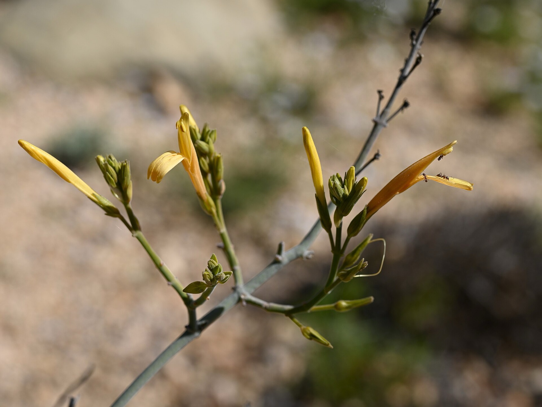 Chuparosa — photo 21