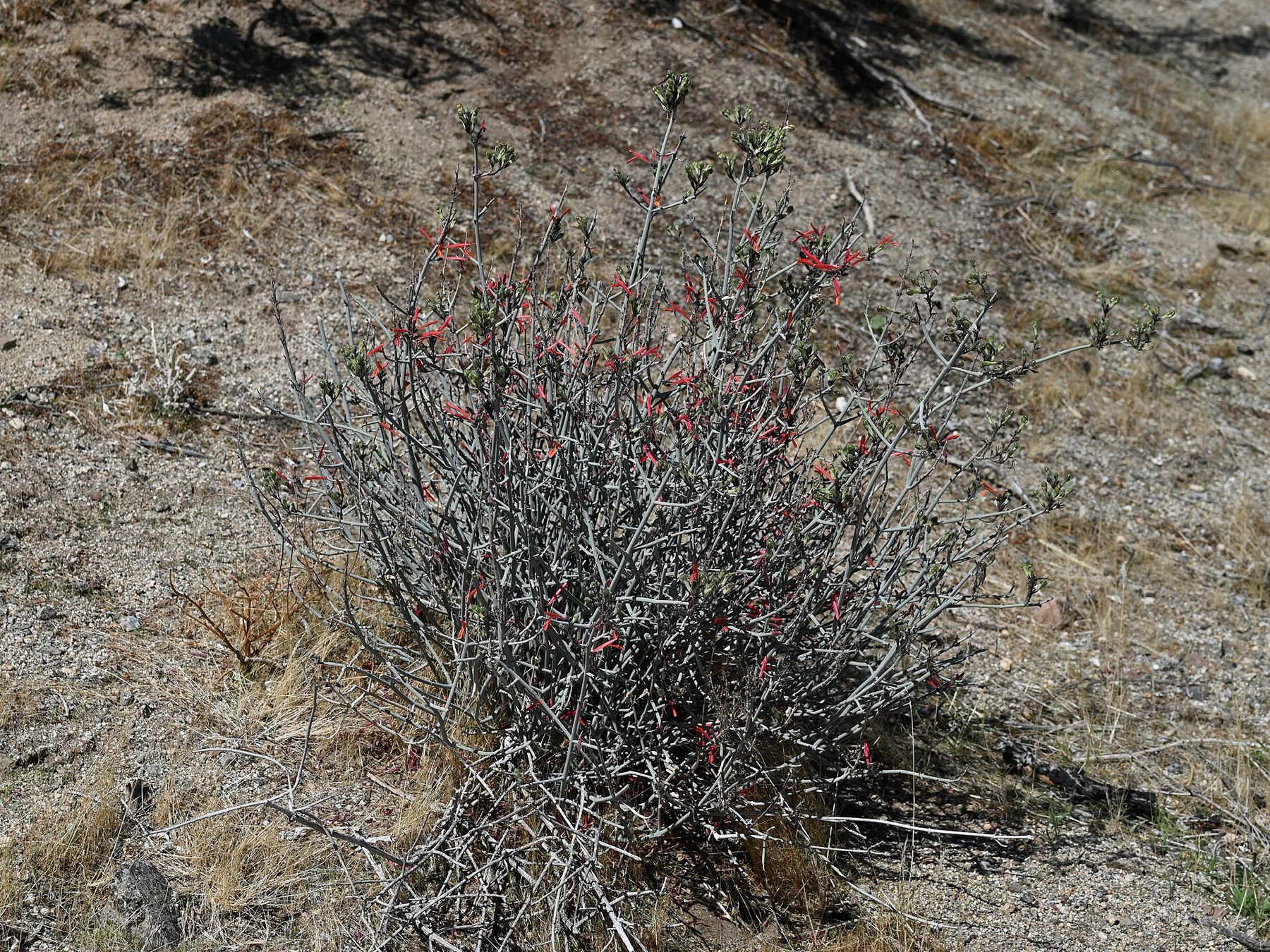 Chuparosa — photo 22