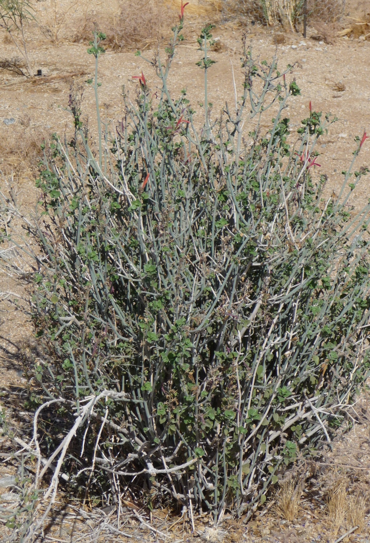 Chuparosa — photo 23