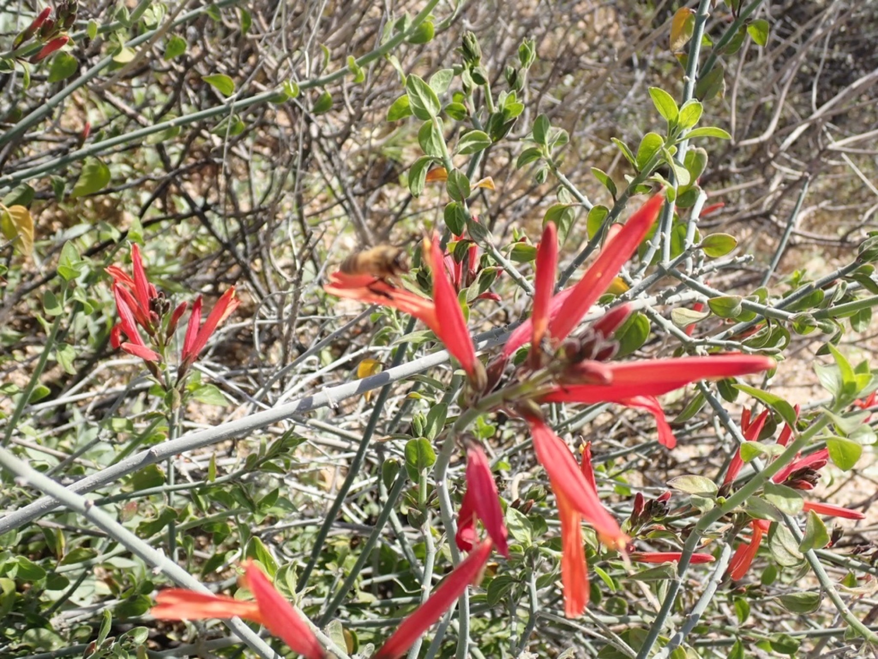 Orange / red — e.g. Chuparosa