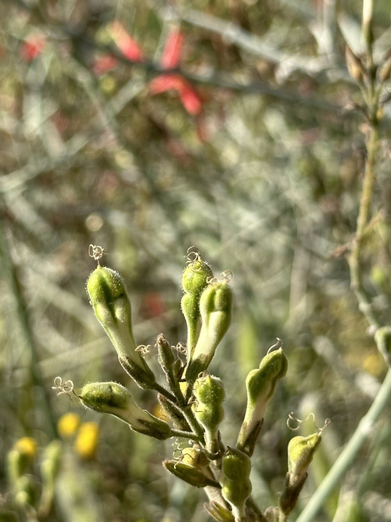 Chuparosa — photo 2