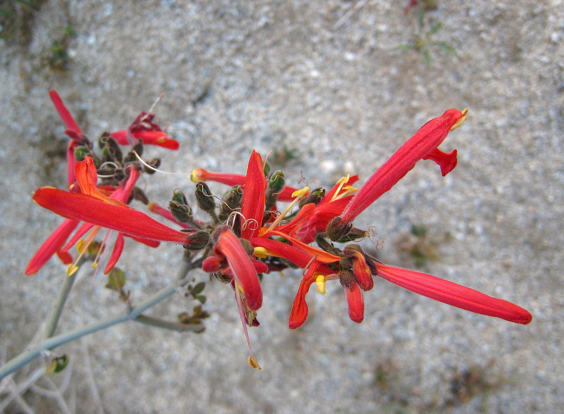 Chuparosa — photo 3