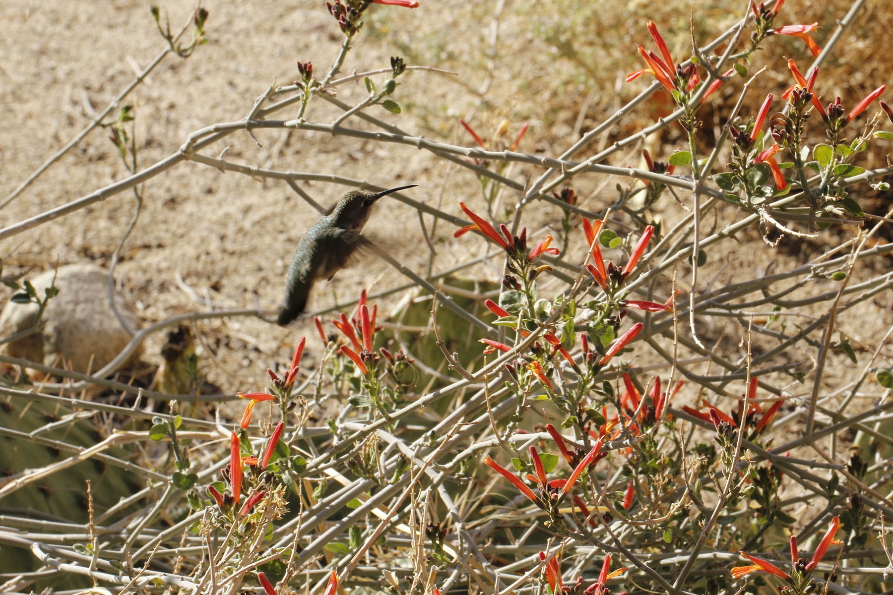 Chuparosa — photo 5